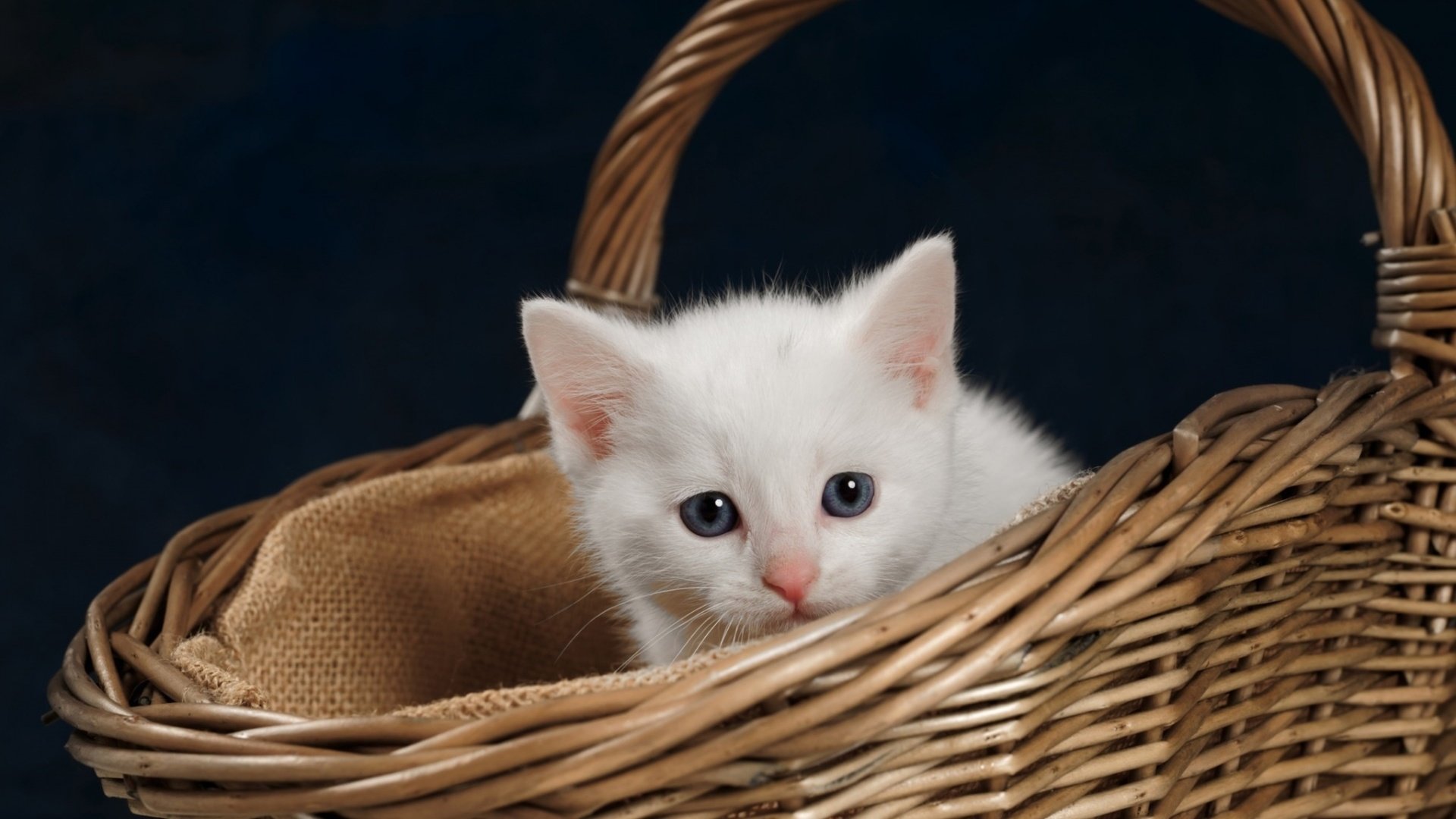Обои котенок, корзина, kitty, basket разрешение 2560x1440 Загрузить