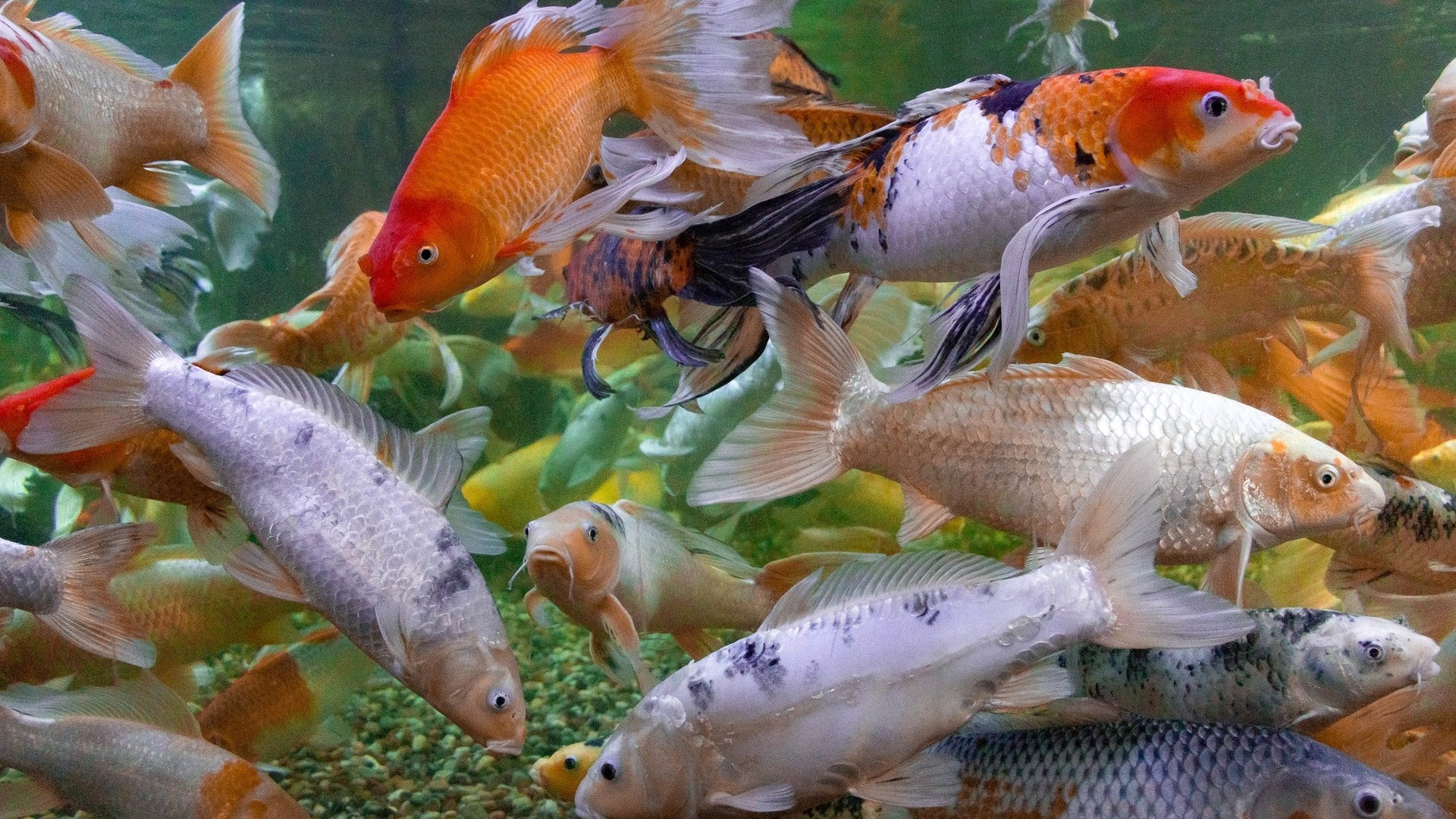 Обои разноцветные, рыбы, под водой, много, японии, карпы кои, by brandonlord, colorful, fish, under water, a lot, japan разрешение 2048x1274 Загрузить