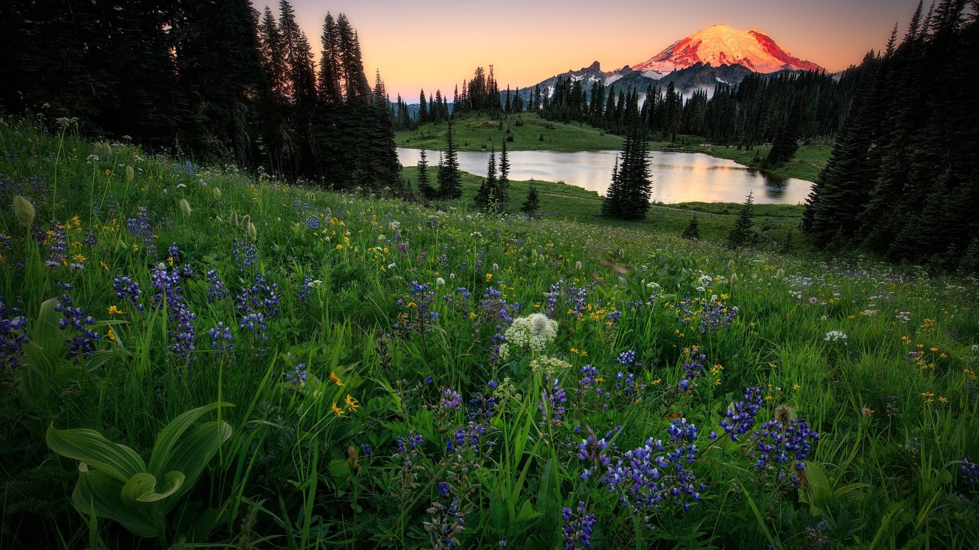 Обои цветы, горы, лес, лето, водоем, луг, альпы, люпины, flowers, mountains, forest, summer, pond, meadow, alps, lupins разрешение 2048x1365 Загрузить