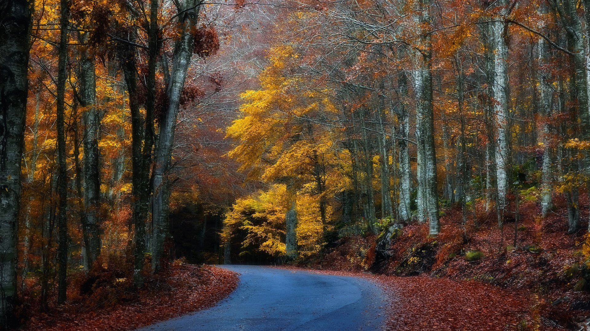 Обои дорога, деревья, лес, листья, осень, поворот, road, trees, forest, leaves, autumn, turn разрешение 2048x1365 Загрузить