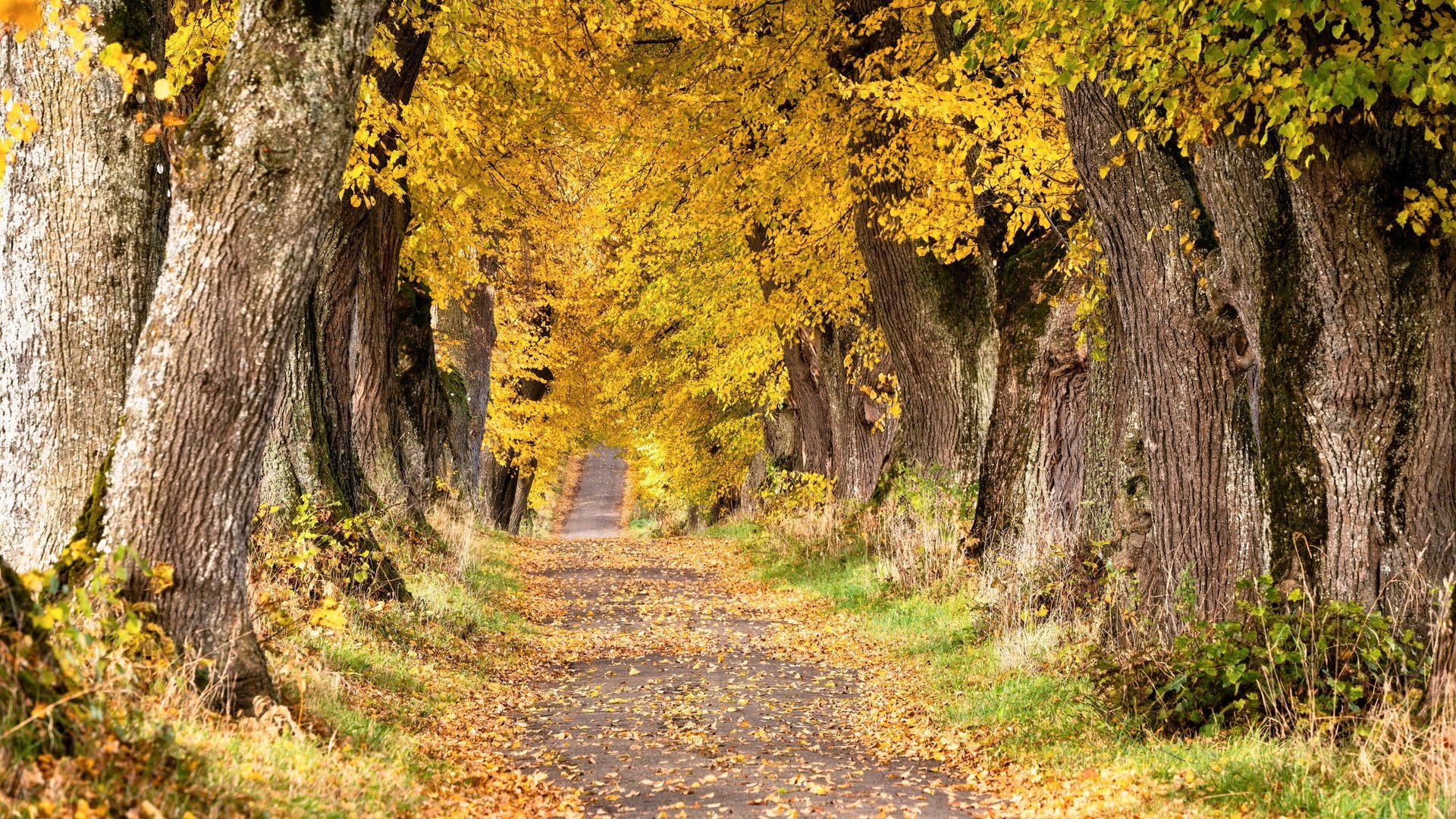 Обои дорога, деревья, осень, road, trees, autumn разрешение 3840x2160 Загрузить