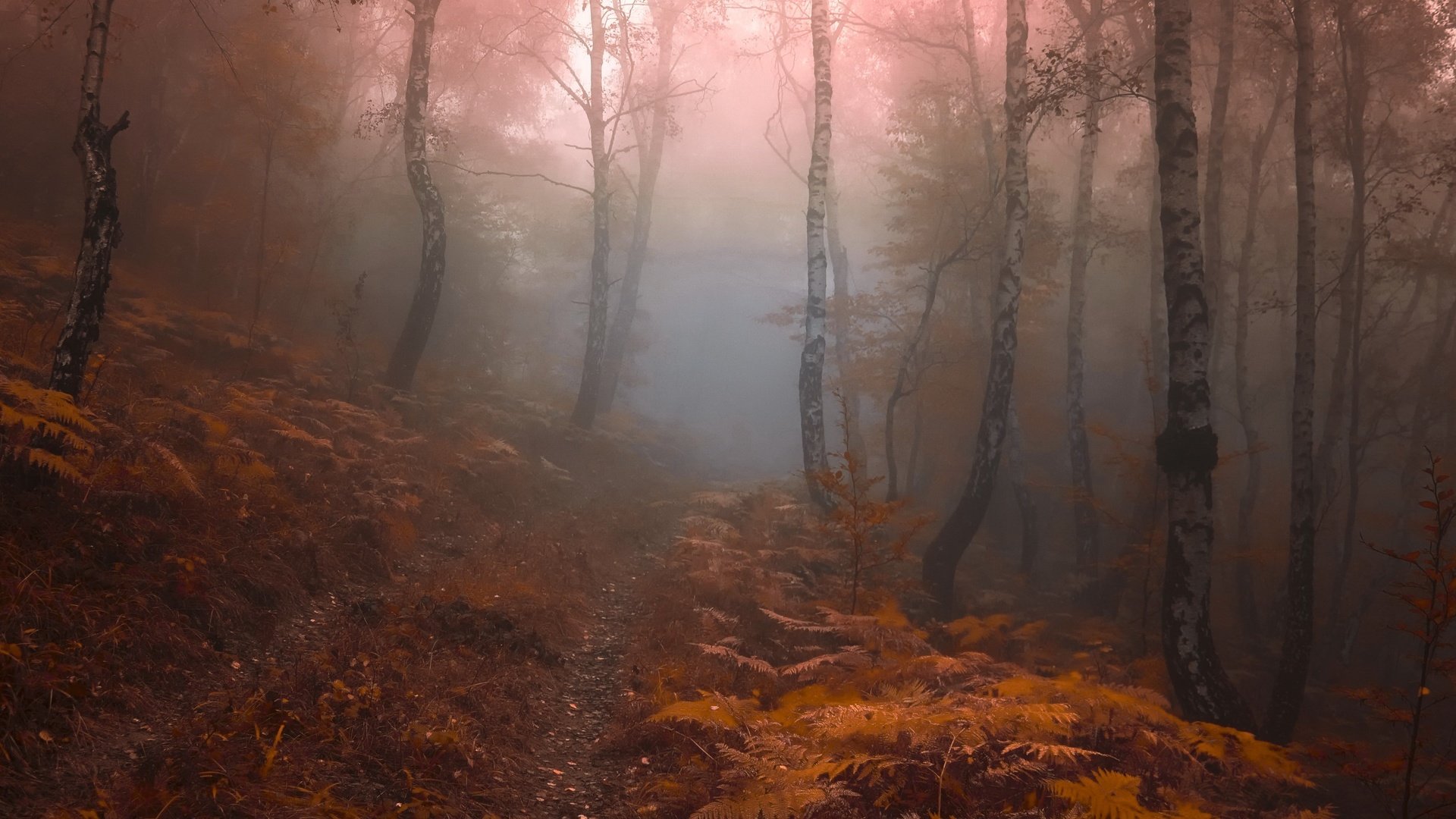 Обои лес, туман, forest, fog разрешение 3554x2267 Загрузить