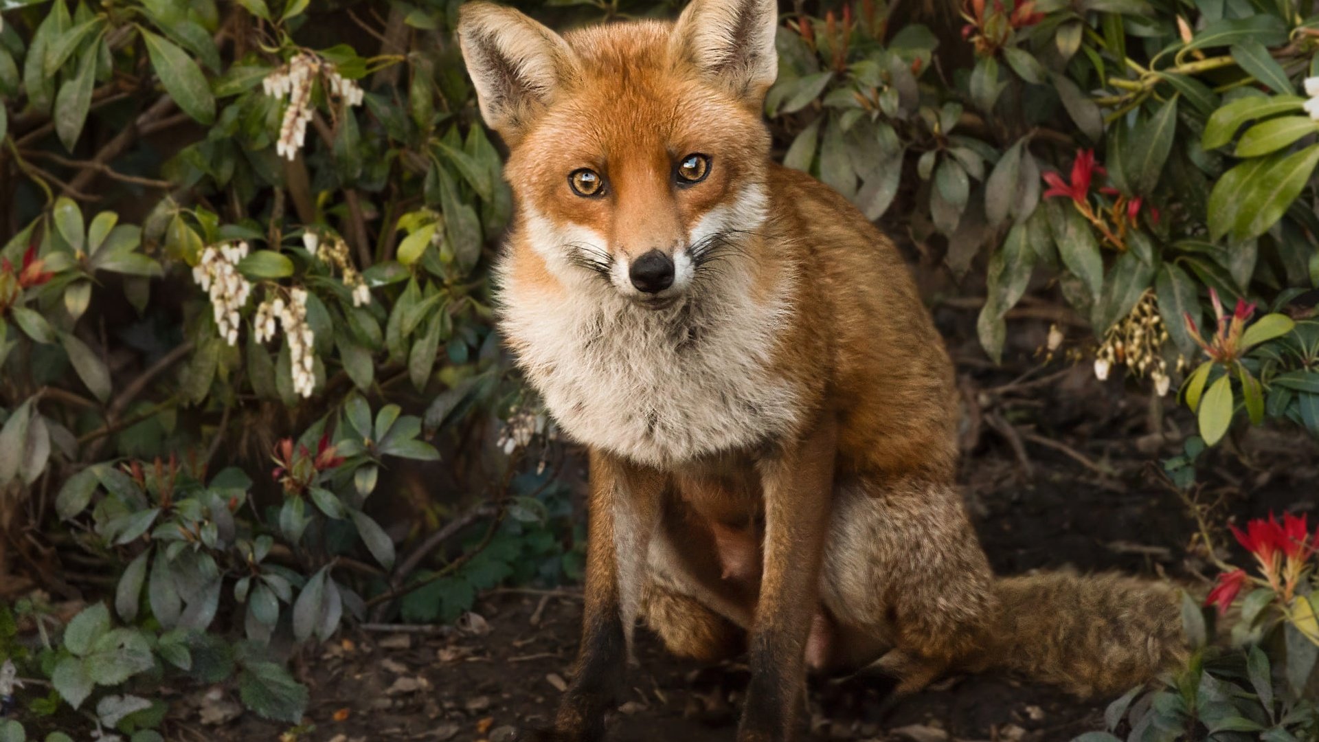 Обои природа, листья, ветки, лиса, лисица, животное, nature, leaves, branches, fox, animal разрешение 2000x1320 Загрузить