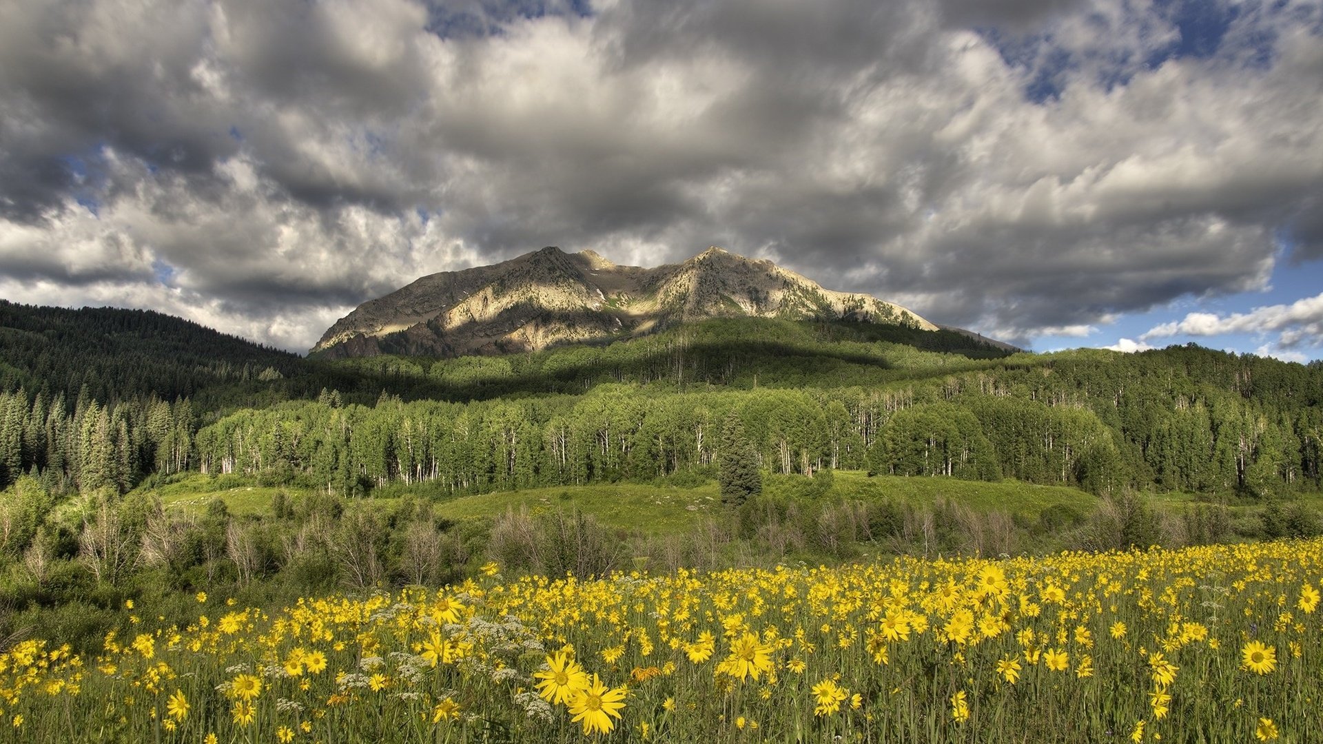 Обои цветы, горы, луг, желтые, flowers, mountains, meadow, yellow разрешение 2000x1314 Загрузить