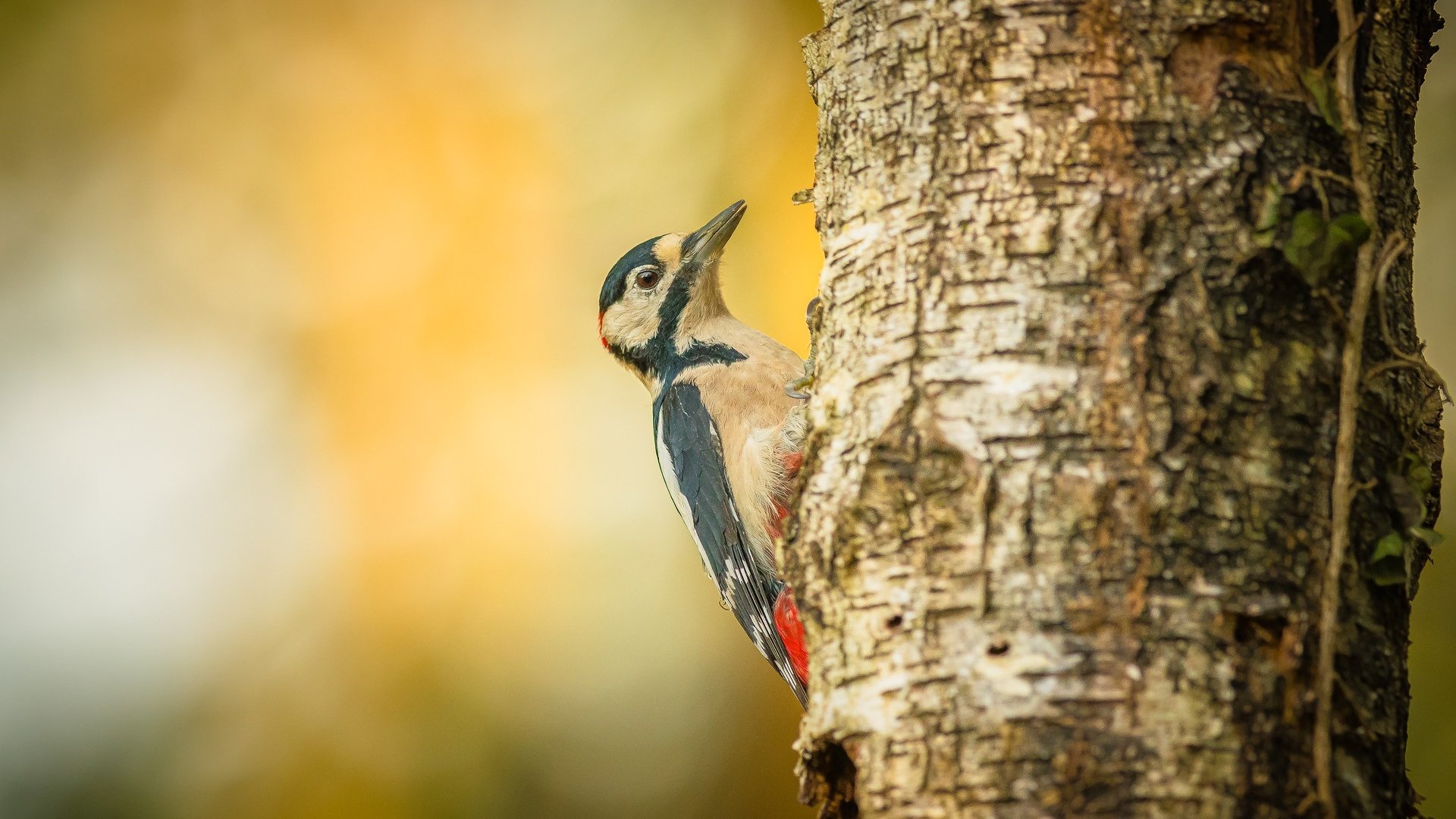 Обои дерево, птица, дятел, tree, bird, woodpecker разрешение 1920x1280 Загрузить