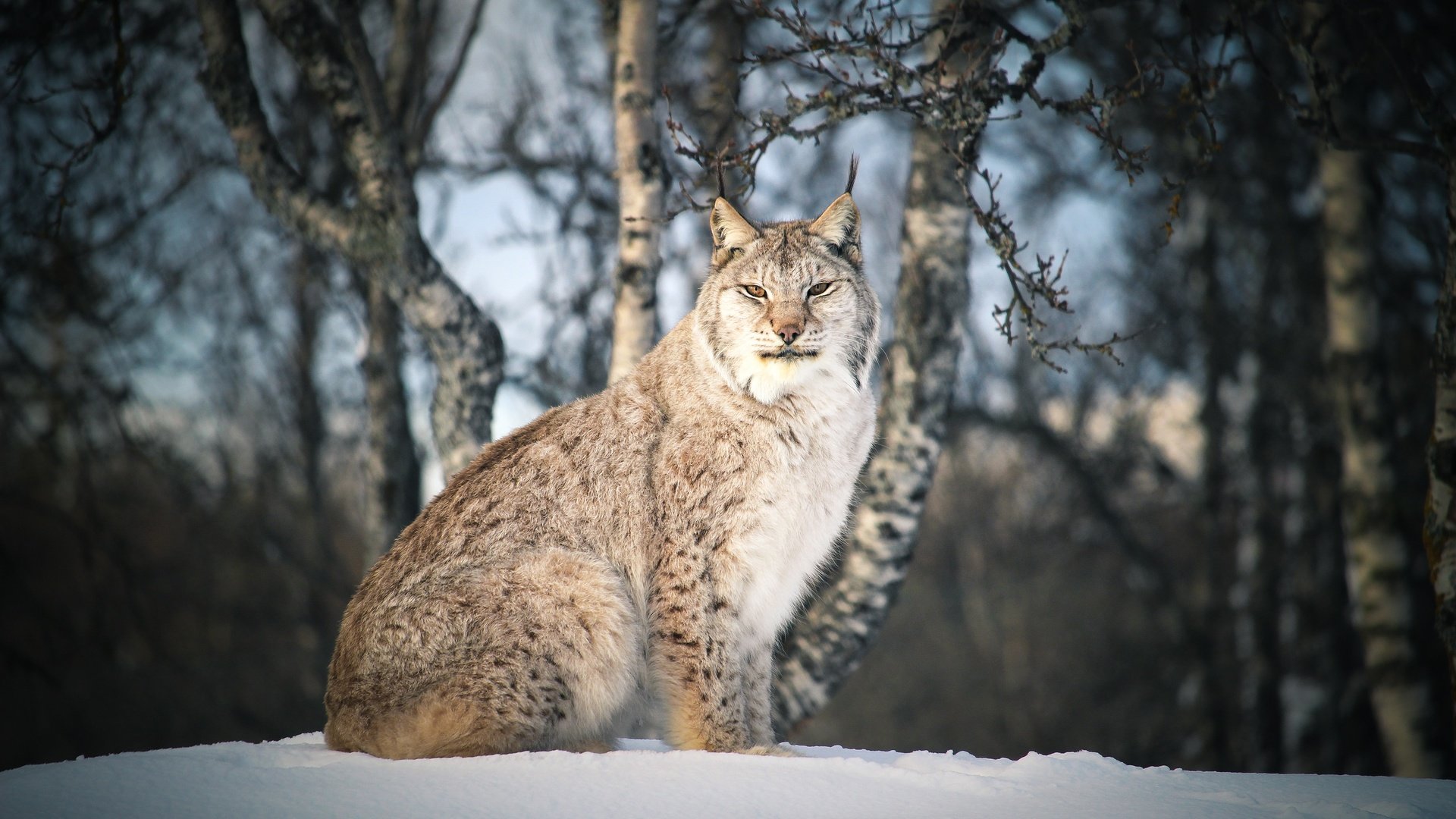 Обои снег, лес, зима, рысь, ветки, взгляд, сидит, темный фон, snow, forest, winter, lynx, branches, look, sitting, the dark background разрешение 3840x2560 Загрузить