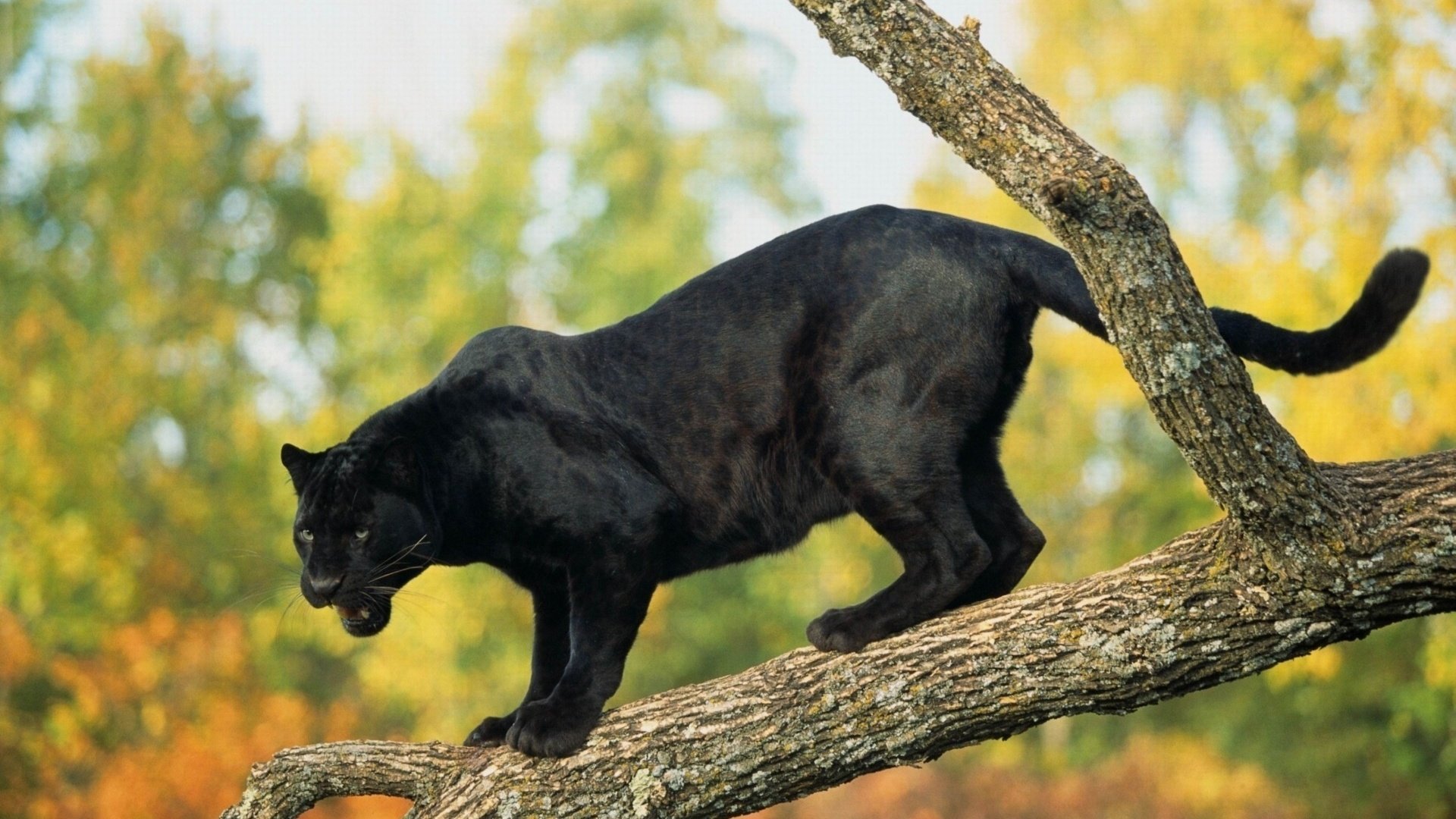 Обои дерево, хищник, пантера, черная, tree, predator, panther, black разрешение 3840x2400 Загрузить