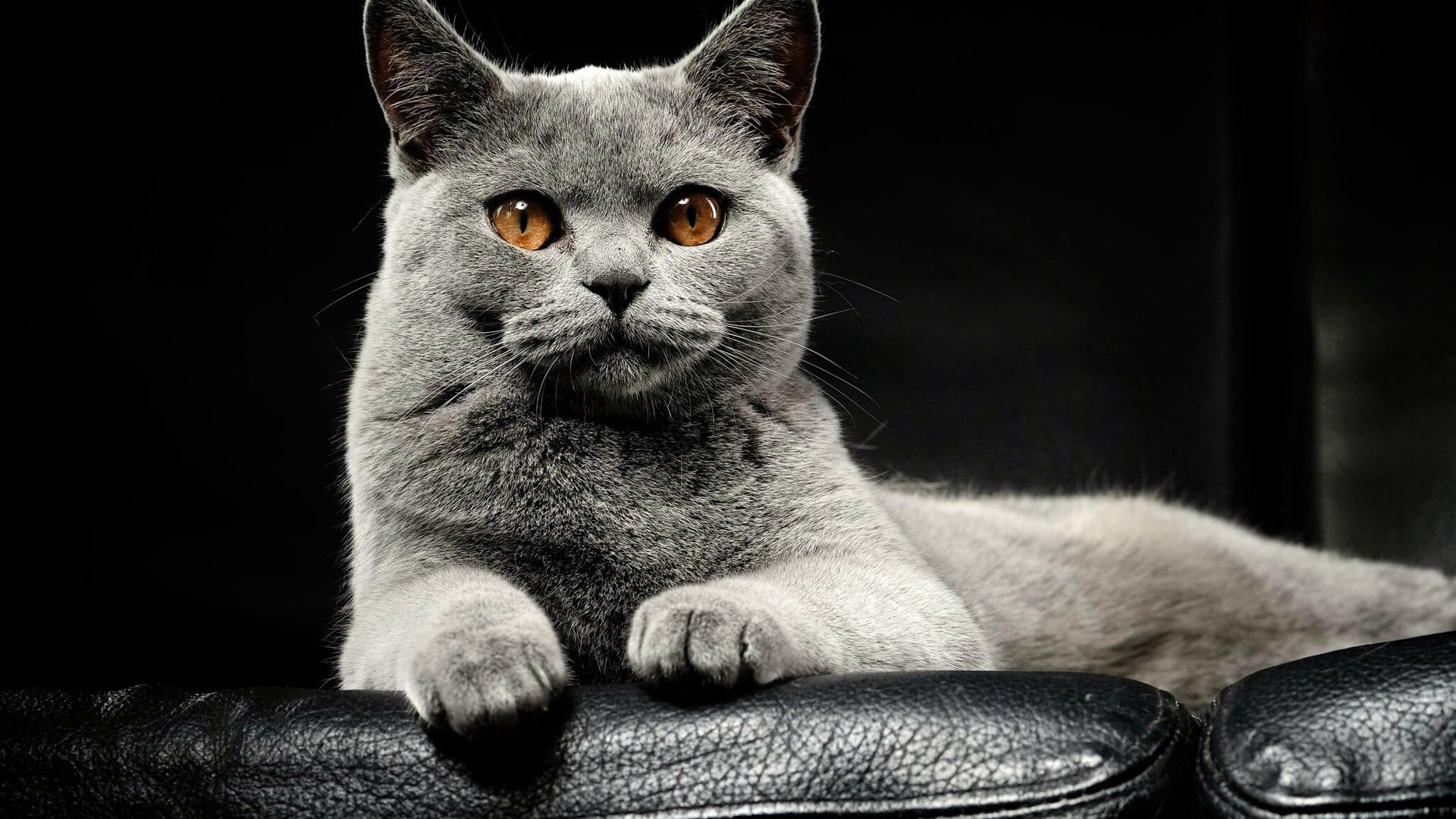 Обои кот, мордочка, кошка, британская короткошерстная, cat, muzzle, british shorthair разрешение 2048x1365 Загрузить