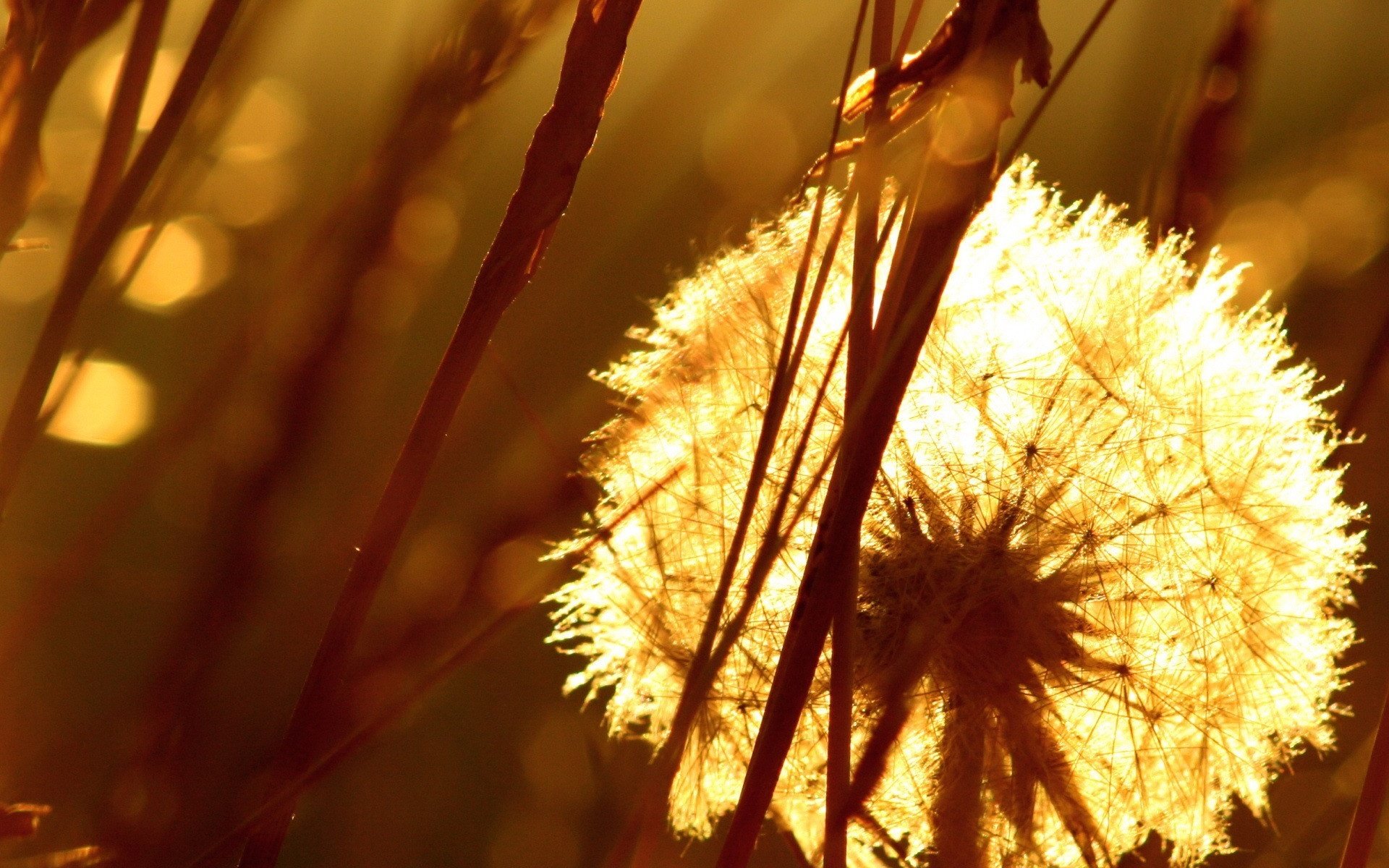 Обои трава, одуванчик, семена, пух, пушинки, былинки, grass, dandelion, seeds, fluff, fuzzes, blade разрешение 1920x1440 Загрузить