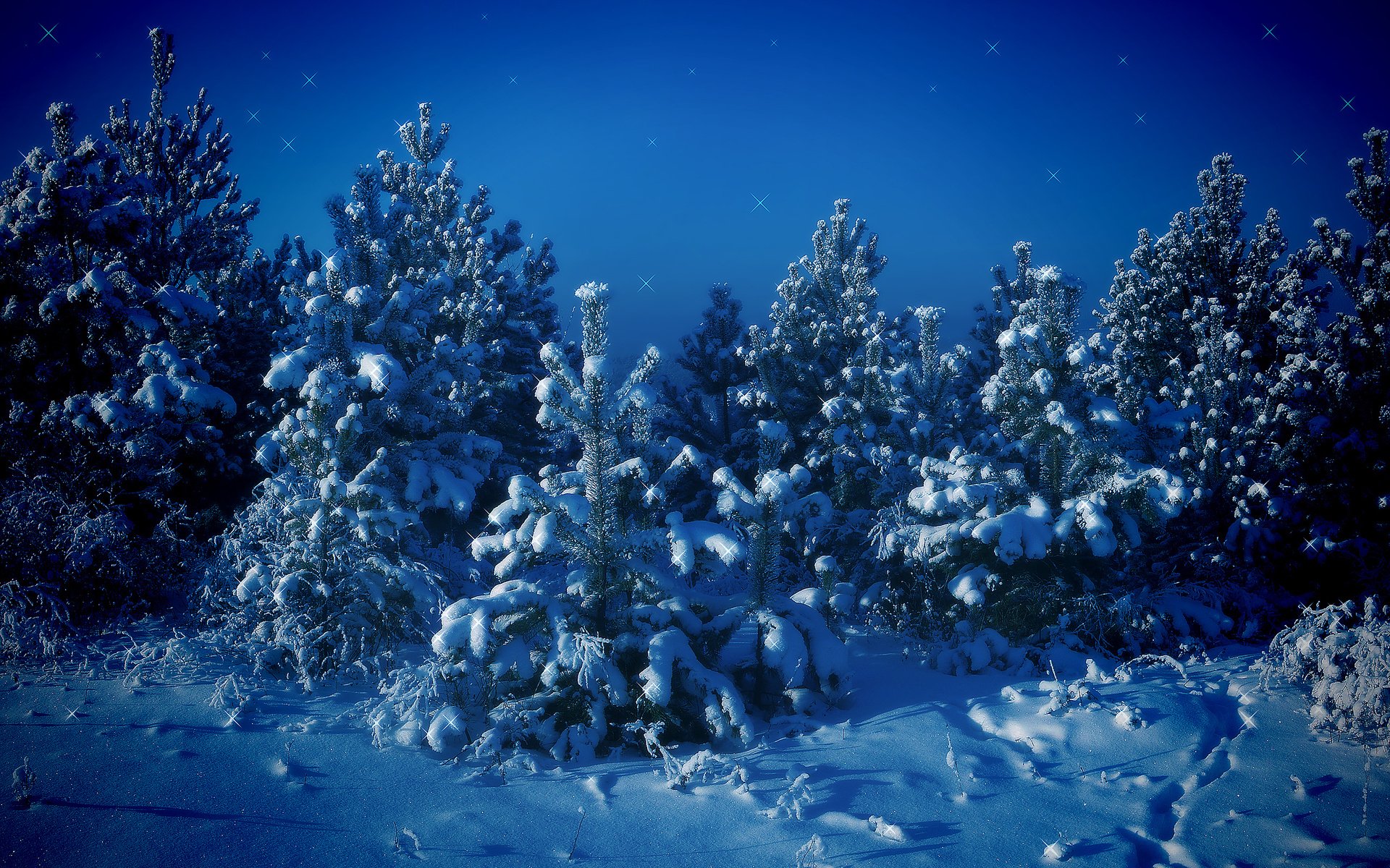 Обои деревья, снег, зима, синий, елки, trees, snow, winter, blue, tree разрешение 2560x1600 Загрузить