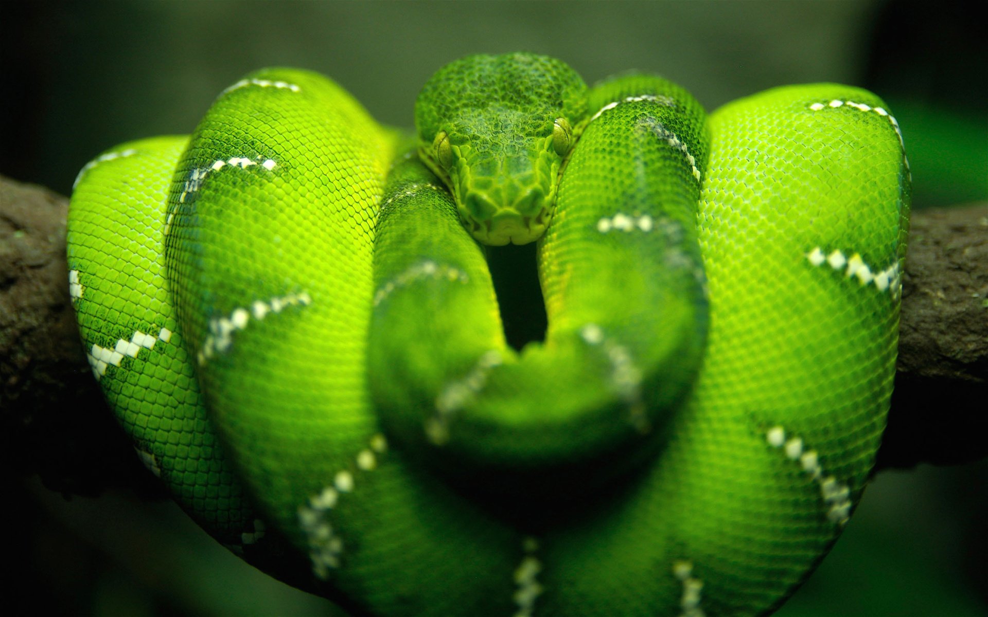 Обои природа, зелёный, макро, змея, nature, green, macro, snake разрешение 2560x1600 Загрузить