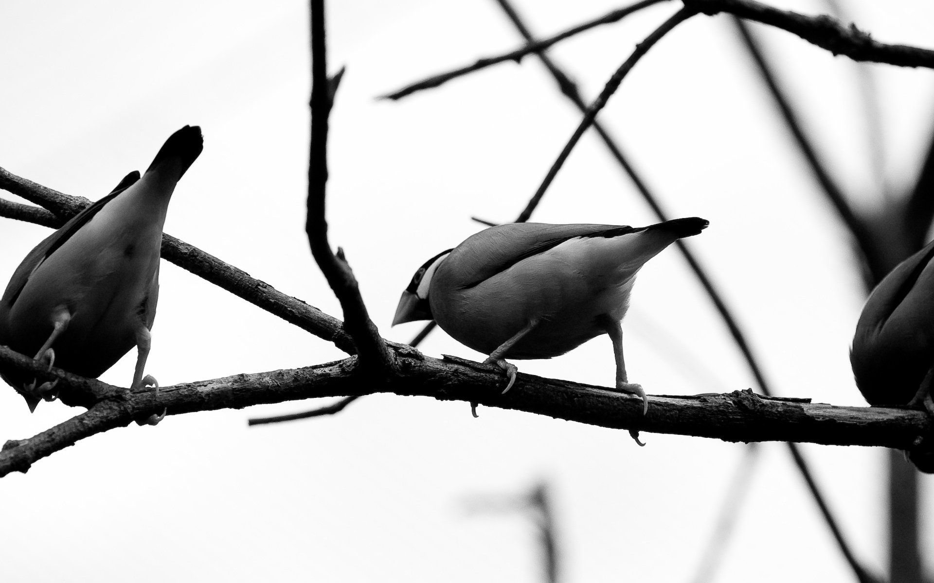 Обои ветка, чёрно-белое, серый, птицы, branch, black and white, grey, birds разрешение 3200x1200 Загрузить