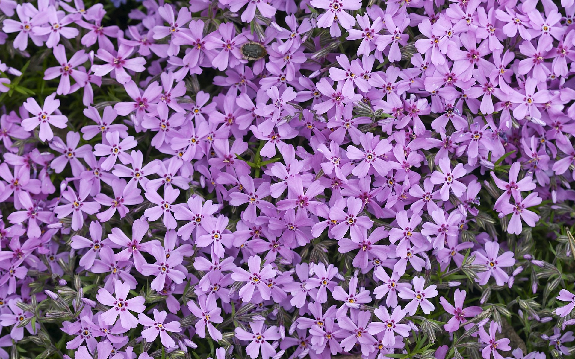 Обои цветы, лепестки, сиреневые, флоксы, флокс, flowers, petals, lilac, phlox разрешение 2560x1600 Загрузить