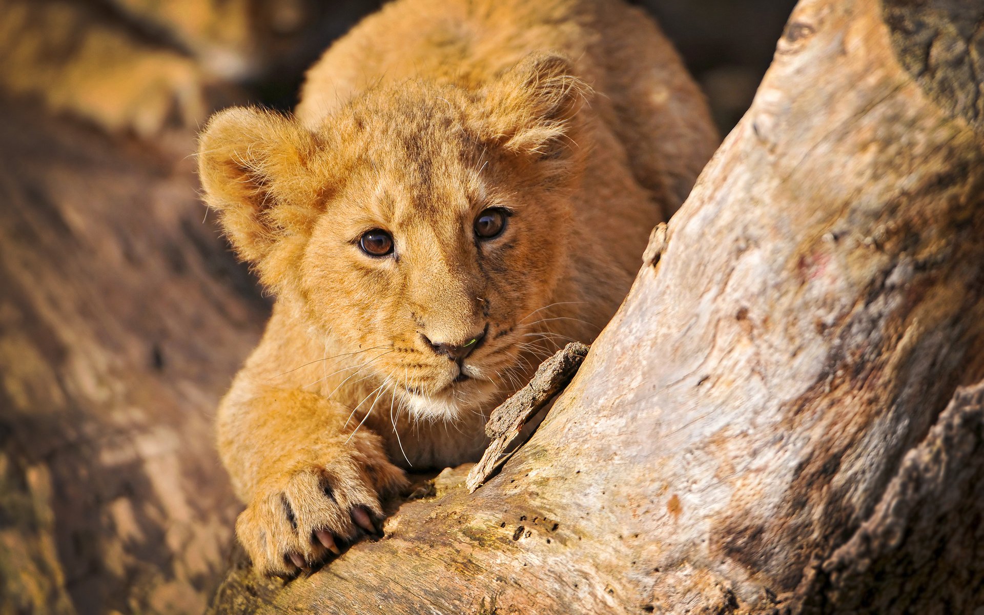 Обои взгляд, лев, львёнок, детеныш, look, leo, lion, cub разрешение 2560x1600 Загрузить