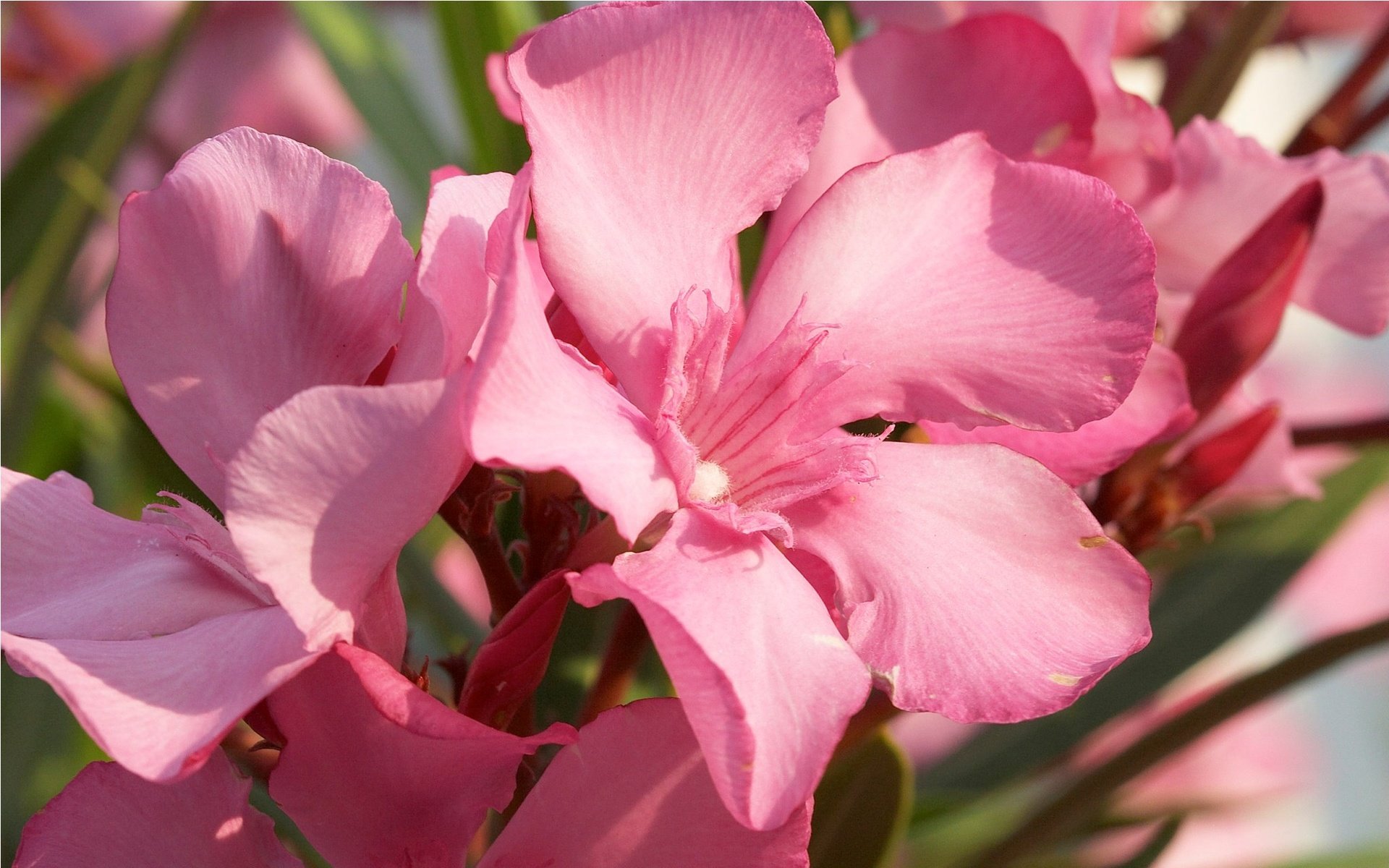 Обои цветы, лепестки, розовые, олеандр, flowers, petals, pink разрешение 2048x1280 Загрузить
