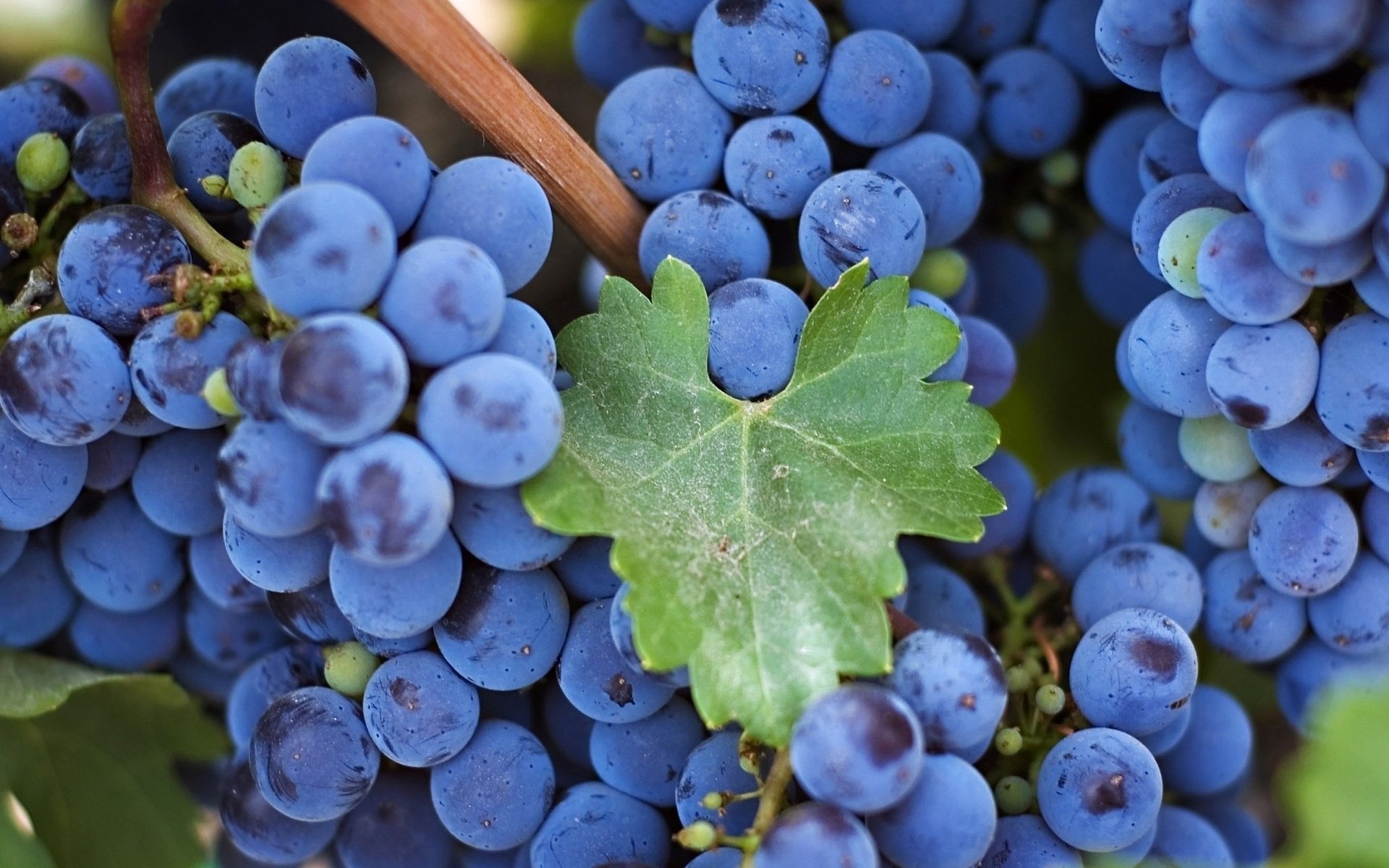 Обои макро, виноград, лист, кисть, гроздь, macro, grapes, sheet, brush, bunch разрешение 2048x1495 Загрузить