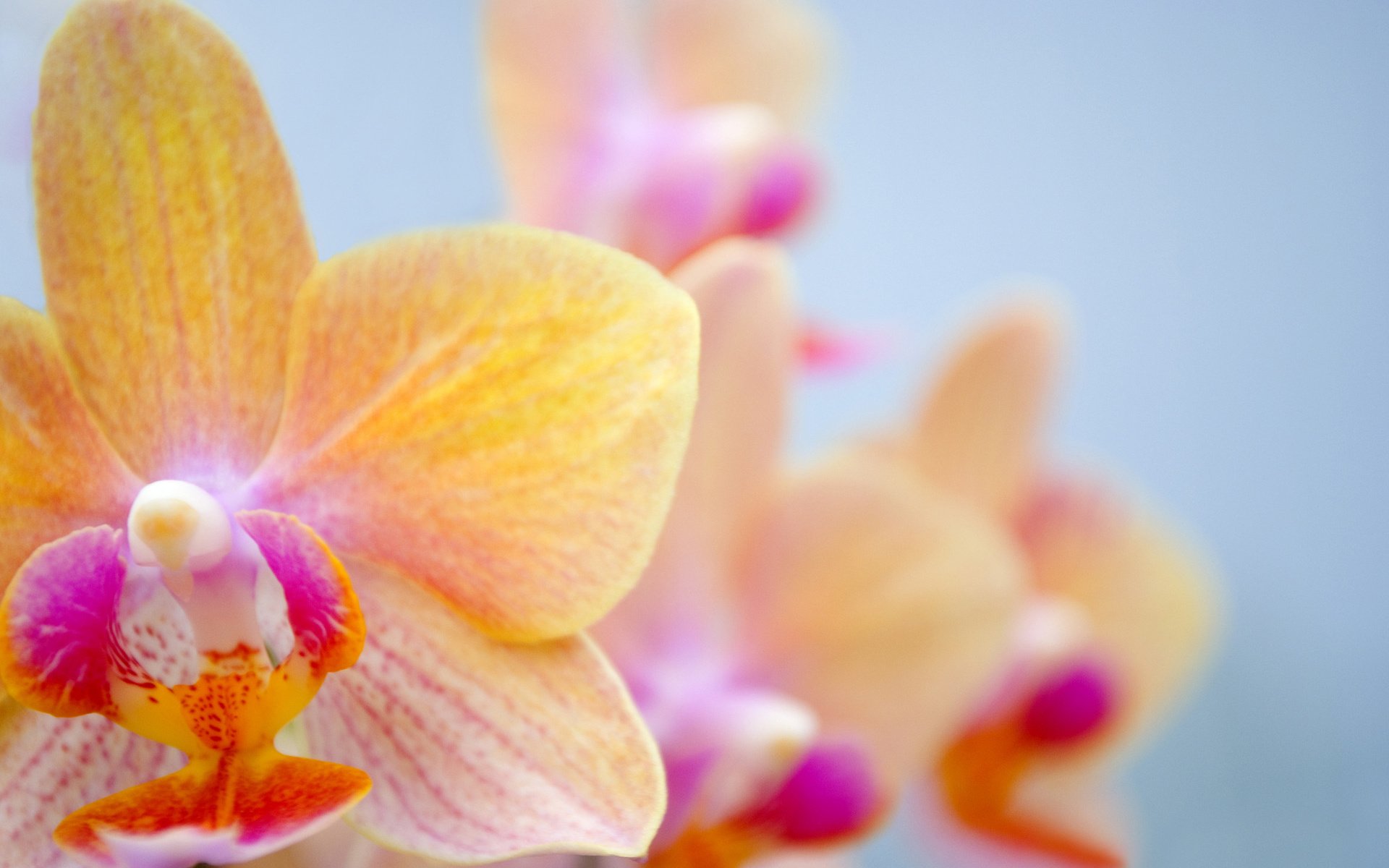 Обои цветы, лепестки, орхидея, орхидею, красивая орхидея, flowers, petals, orchid, beautiful orchid разрешение 1920x1285 Загрузить