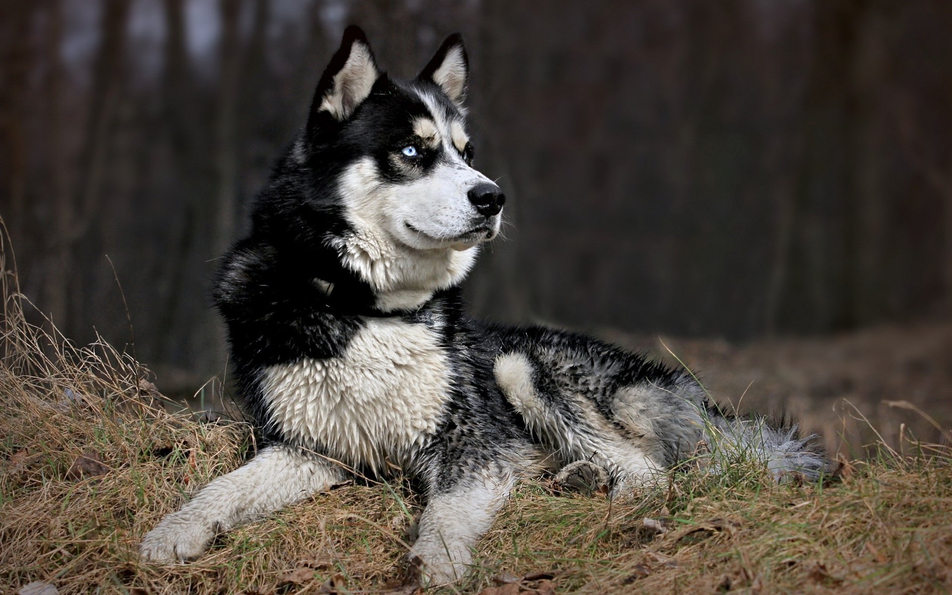 Обои морда, природа, взгляд, собака, хаски, черно-белый пес, face, nature, look, dog, husky, black and white dog разрешение 2560x1600 Загрузить