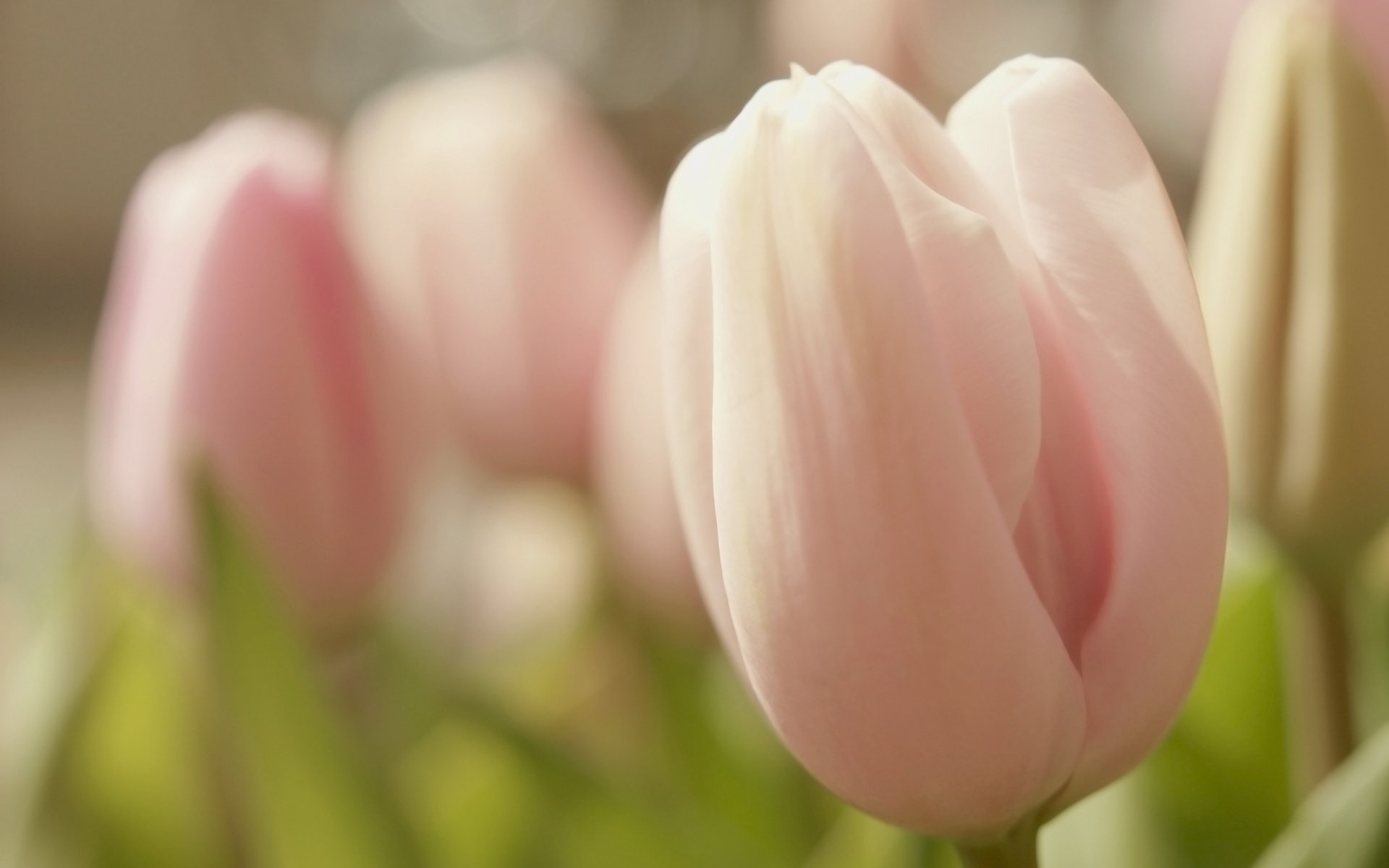 Обои цветы, cvetok, nezhnost, бутоны, makro, tyulpan, лепестки, buton, весна, тюльпаны, нежность, крупный план, rozovyj, vesna, flowers, buds, petals, spring, tulips, tenderness, close-up разрешение 3008x2000 Загрузить