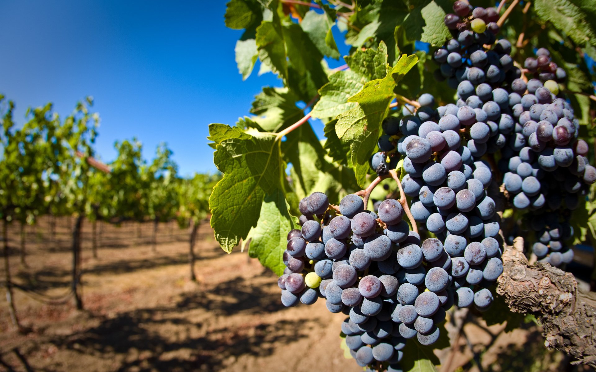 Обои листья, виноград, ягоды, лоза, кисть, гроздь, виноградник, leaves, grapes, berries, vine, brush, bunch, vineyard разрешение 2560x1600 Загрузить