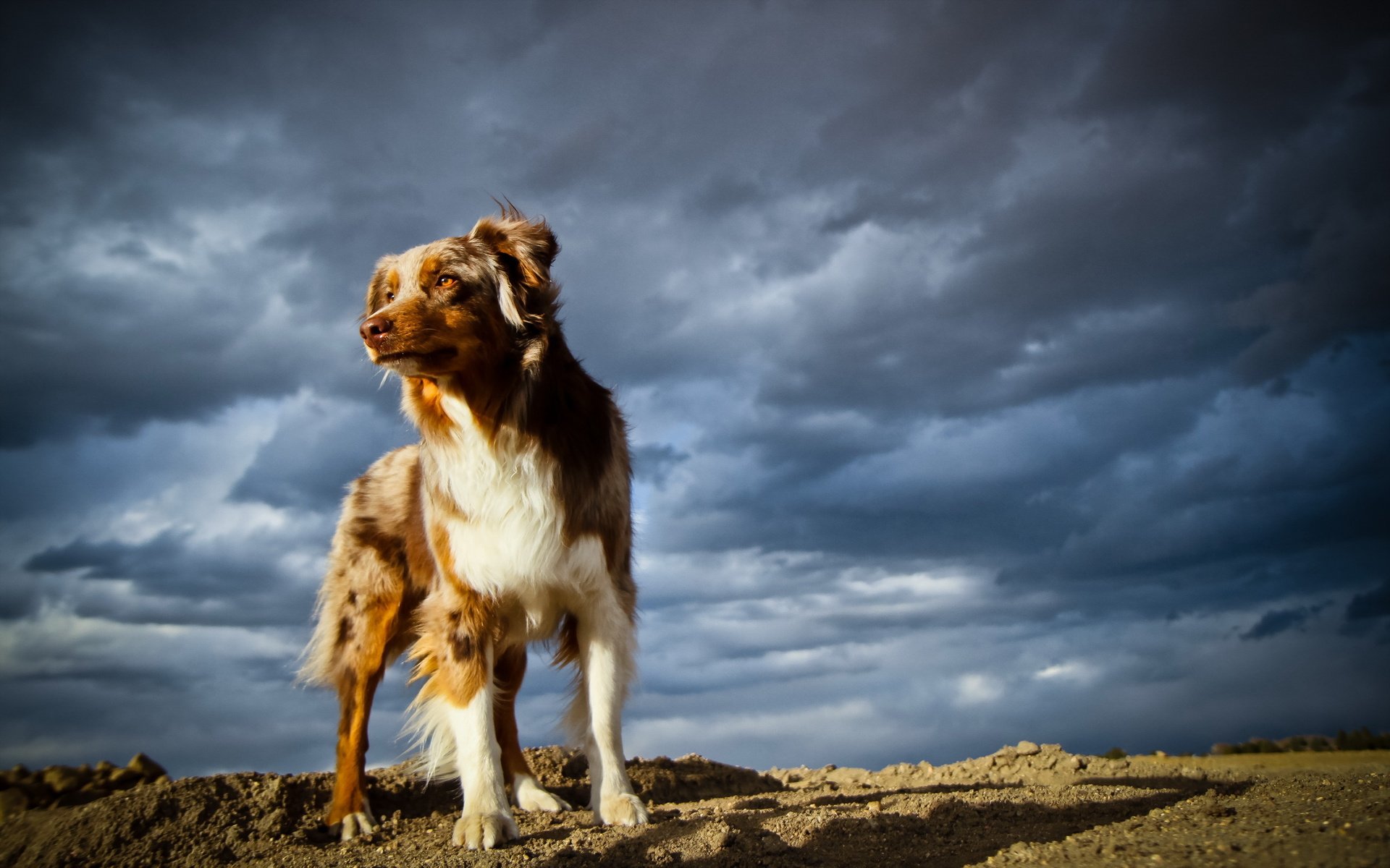 Обои небо, тучи, собака, австралийская овчарка, the sky, clouds, dog, australian shepherd разрешение 2560x1600 Загрузить