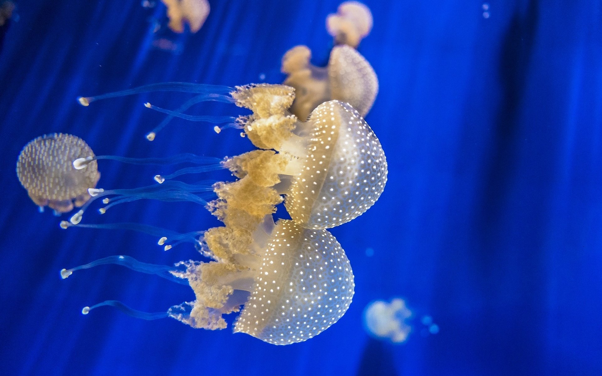 Обои щупальца, медузы, подводный мир, tentacles, jellyfish, underwater world разрешение 2048x1365 Загрузить