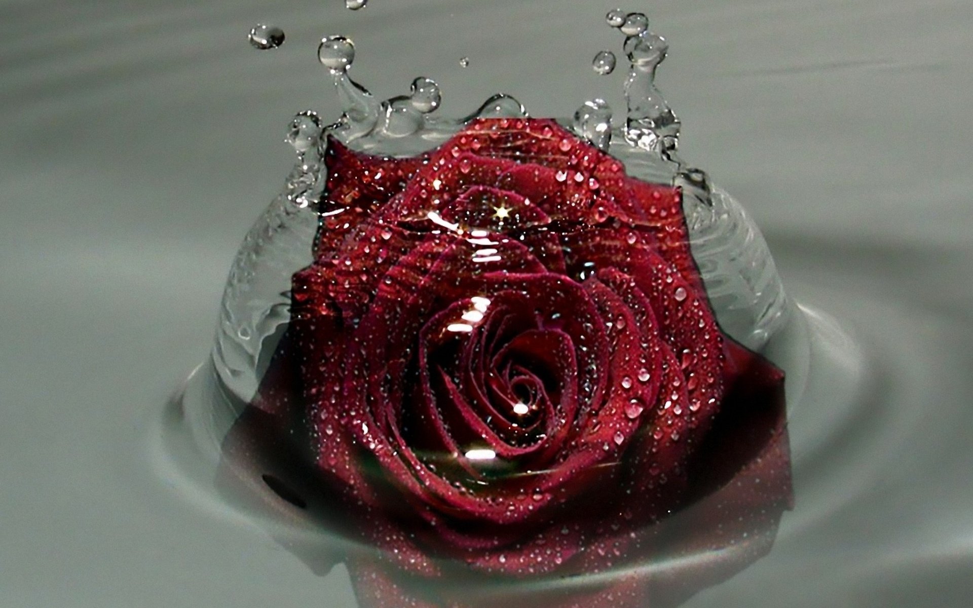Обои вода, капельки, красная роза, water, droplets, red rose разрешение 2560x2048 Загрузить