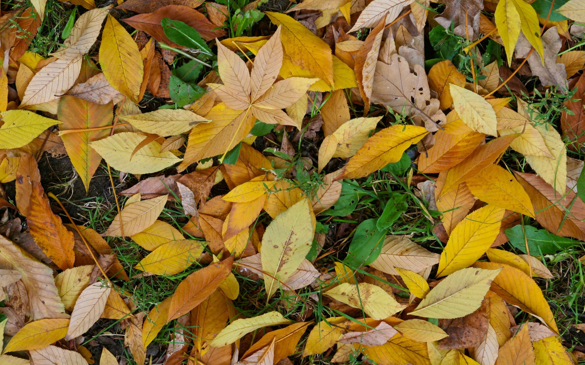 Обои желтый, зелёный, осень, листик, жёлтая, autumn (лист, грин, yellow, green, autumn, leaf, autumn (sheet разрешение 2560x1600 Загрузить