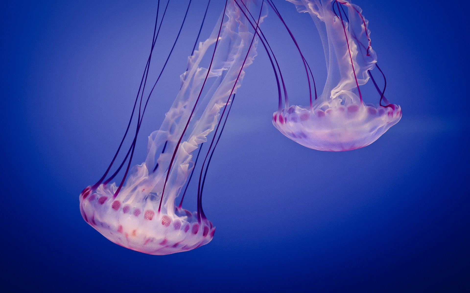 Обои море, медузы, подводный мир, sea, jellyfish, underwater world разрешение 2560x1600 Загрузить