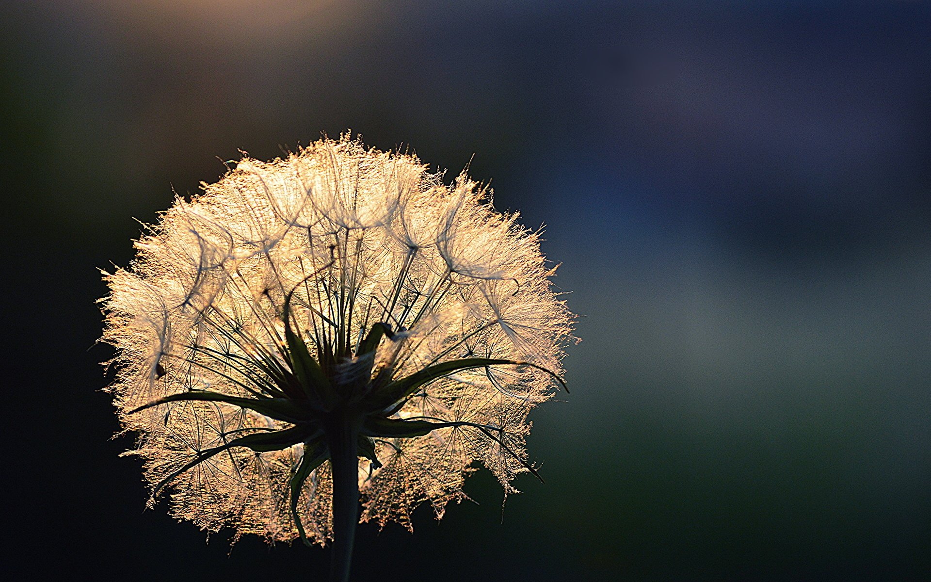 Обои свет, цветок, роса, капли, одуванчик, light, flower, rosa, drops, dandelion разрешение 3000x2000 Загрузить