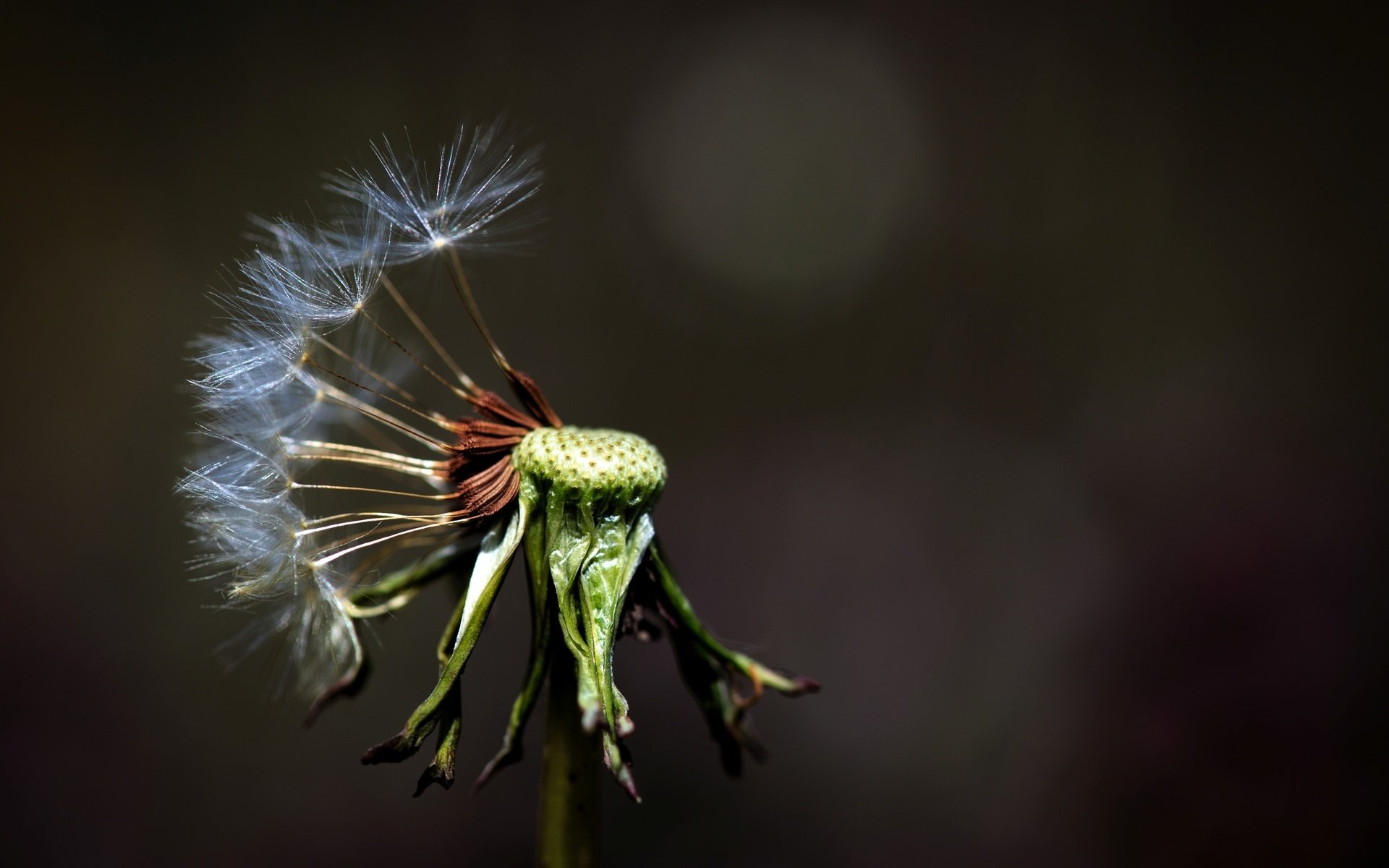 Обои макро, фон, цветок, одуванчик, macro, background, flower, dandelion разрешение 2572x1715 Загрузить