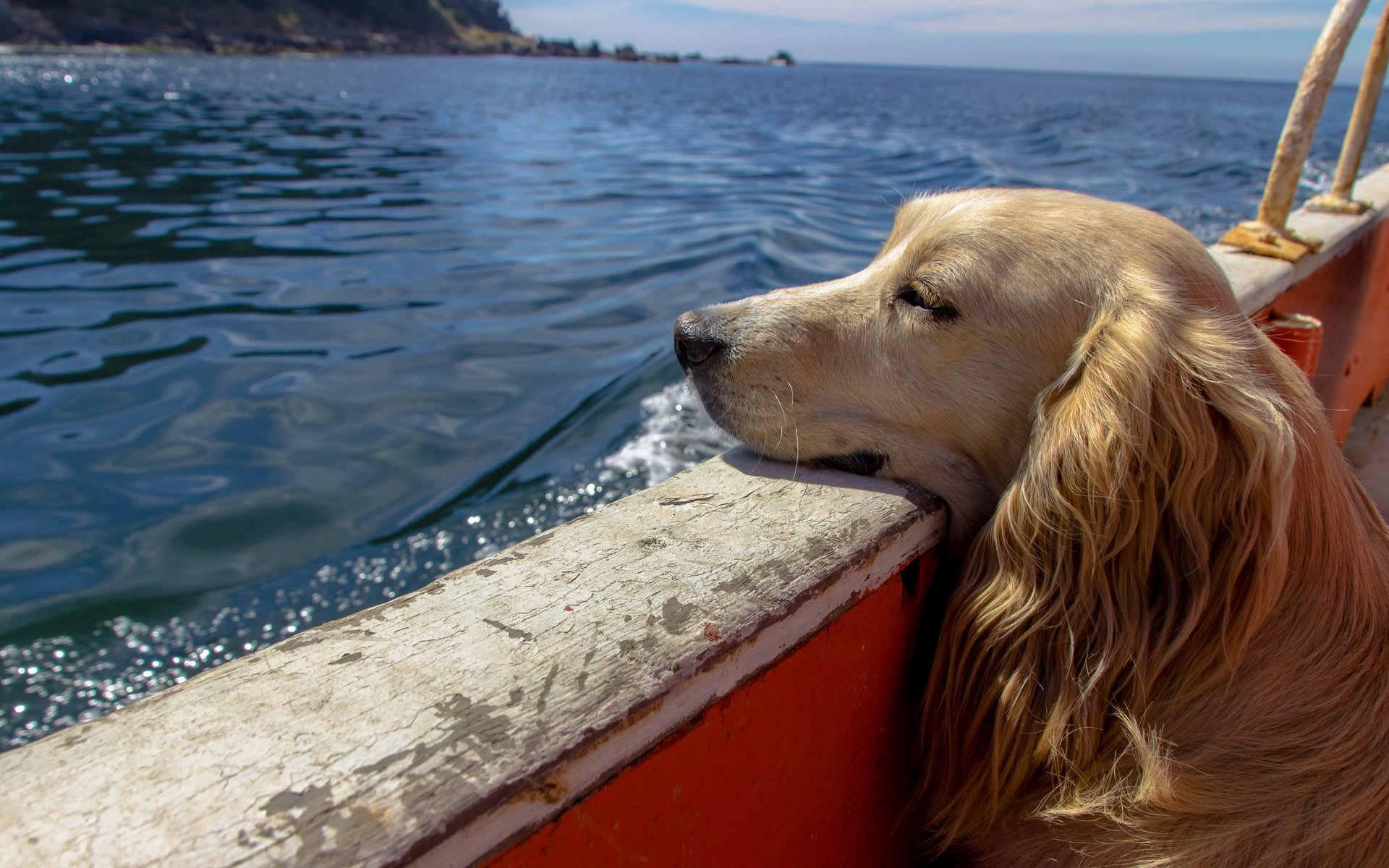 Обои вода, собака, лодка, сеттер, water, dog, boat, setter разрешение 2560x1600 Загрузить