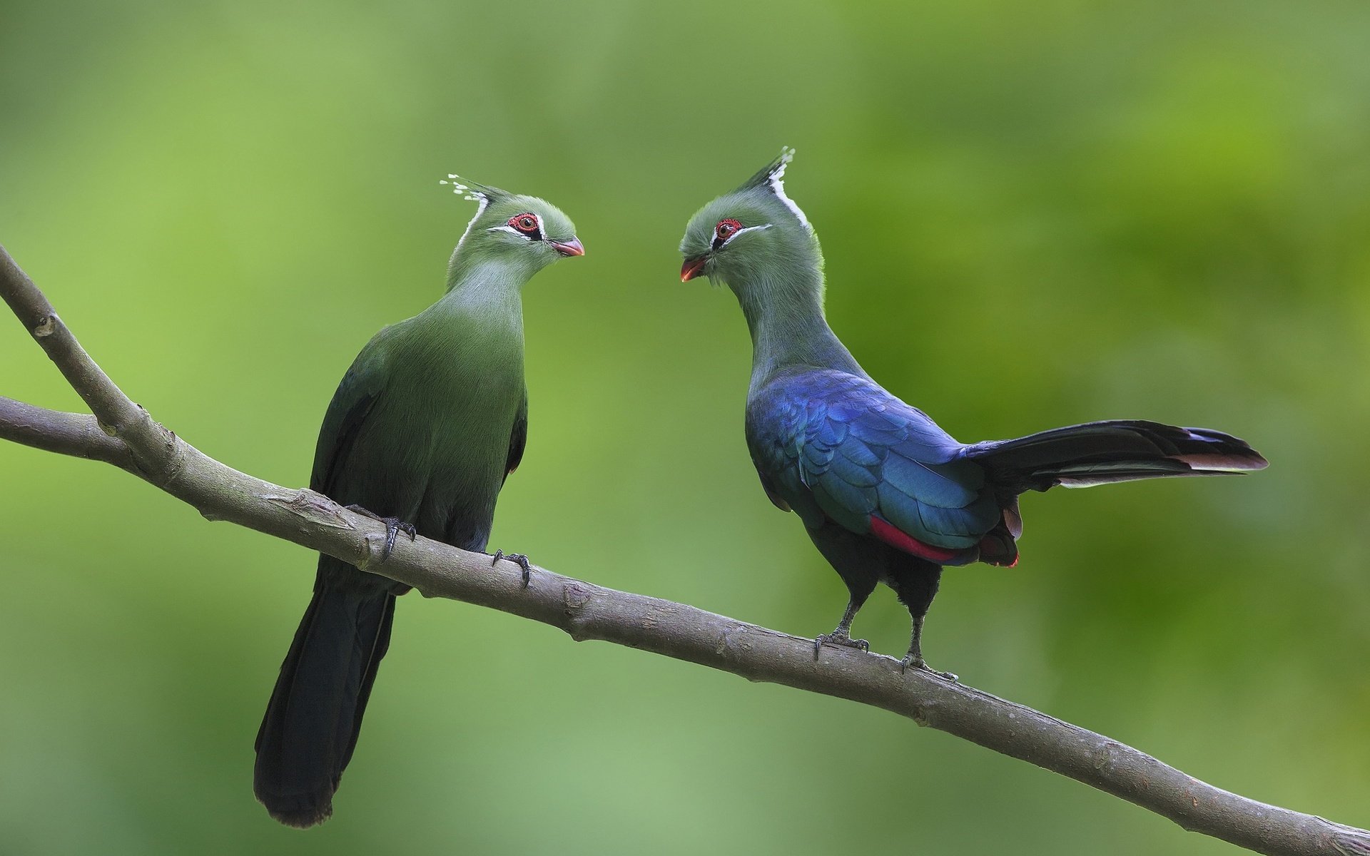 Обои ветка, птицы, пара, турако, branch, birds, pair, turako разрешение 2048x1366 Загрузить