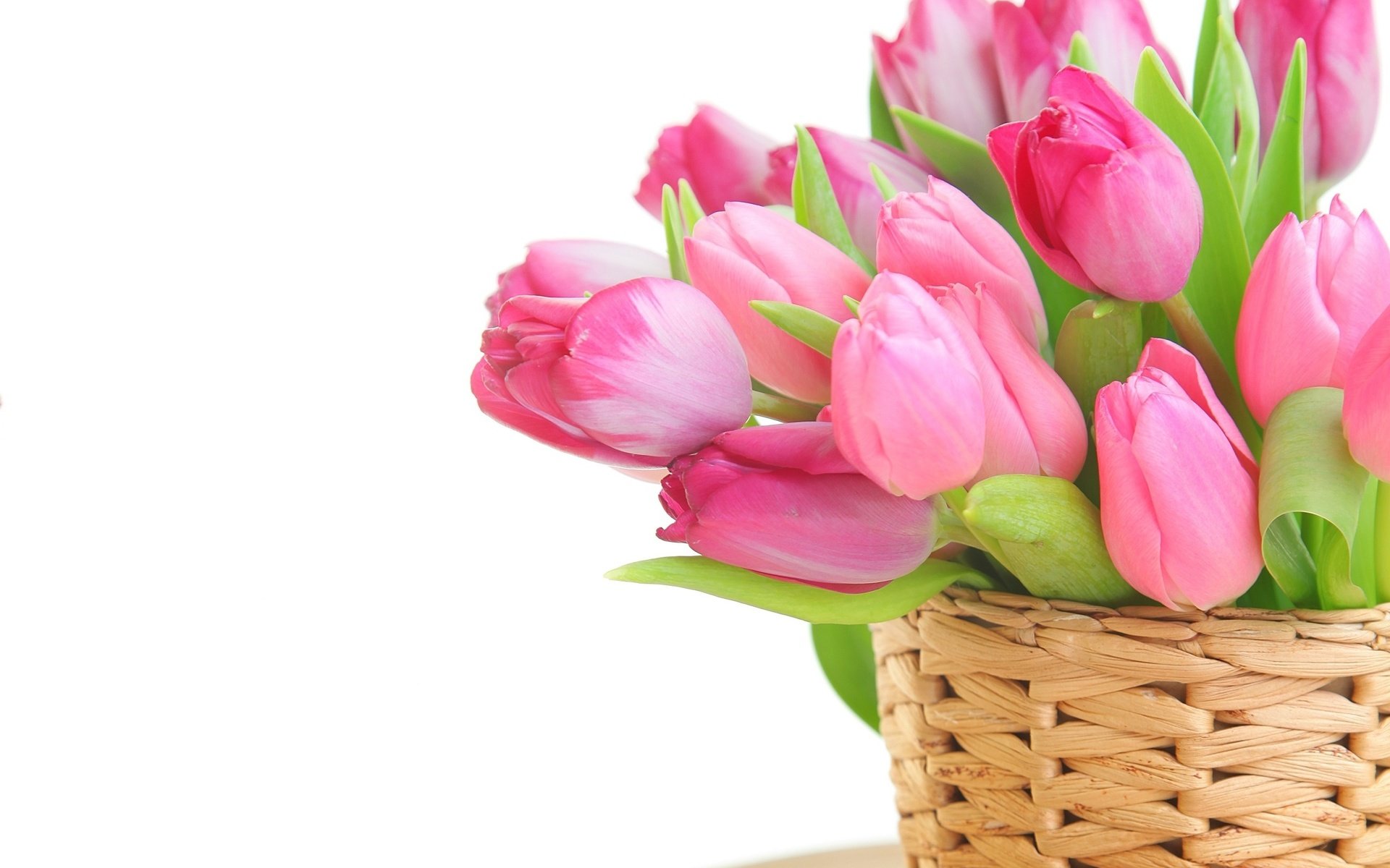 Обои цветы, тюльпаны, розовые, белый фон, корзинка, flowers, tulips, pink, white background, basket разрешение 2553x1840 Загрузить