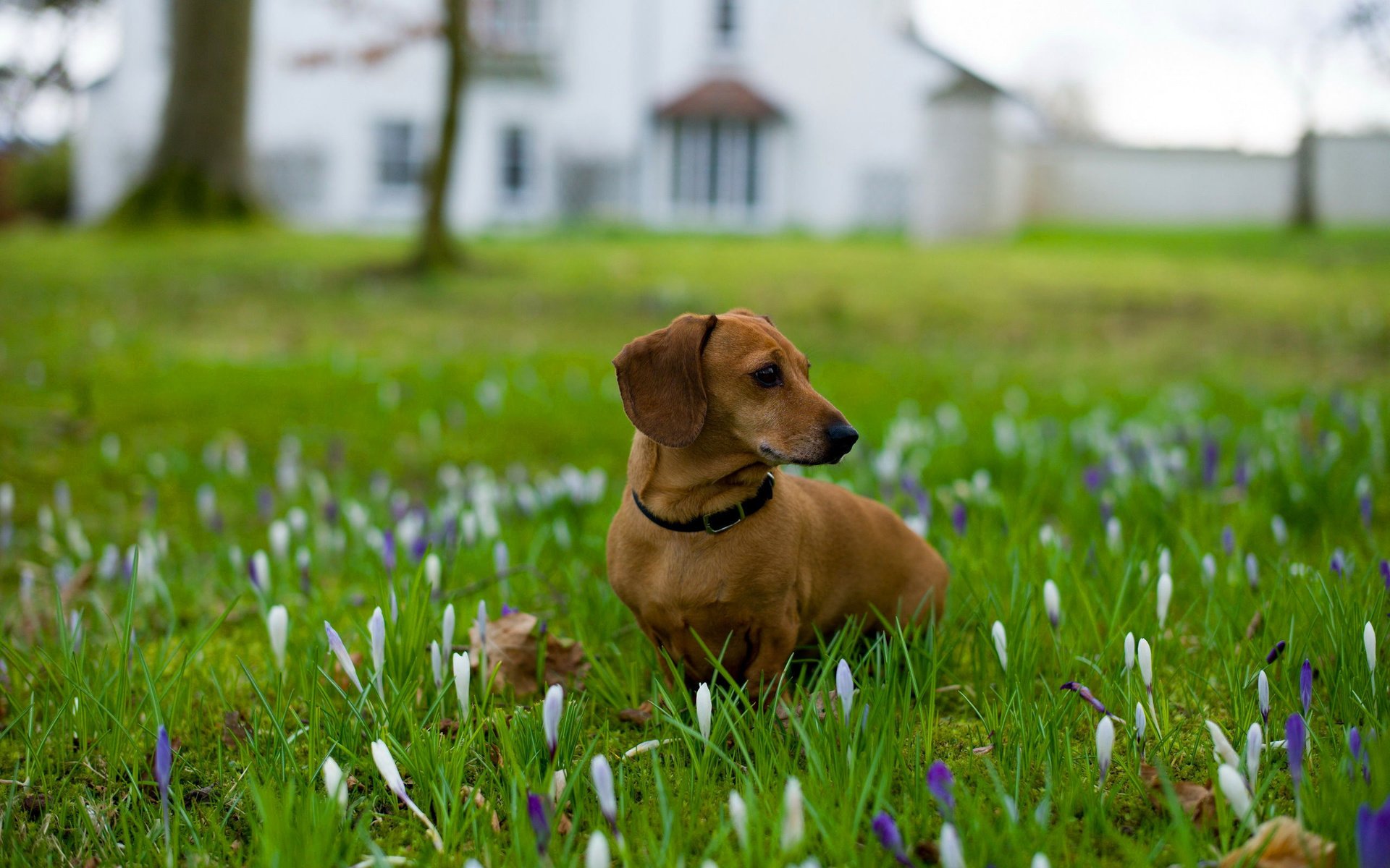 Обои цветы, трава, собака, ошейник, такса, flowers, grass, dog, collar, dachshund разрешение 2560x1600 Загрузить