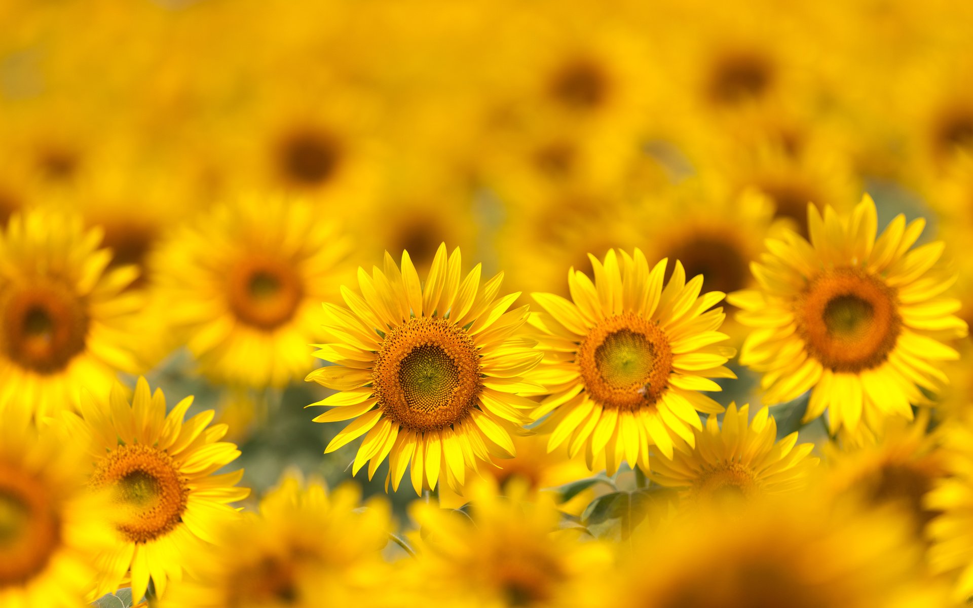 Обои цветы, поле, лепестки, размытость, подсолнухи, желтые, flowers, field, petals, blur, sunflowers, yellow разрешение 5616x3744 Загрузить