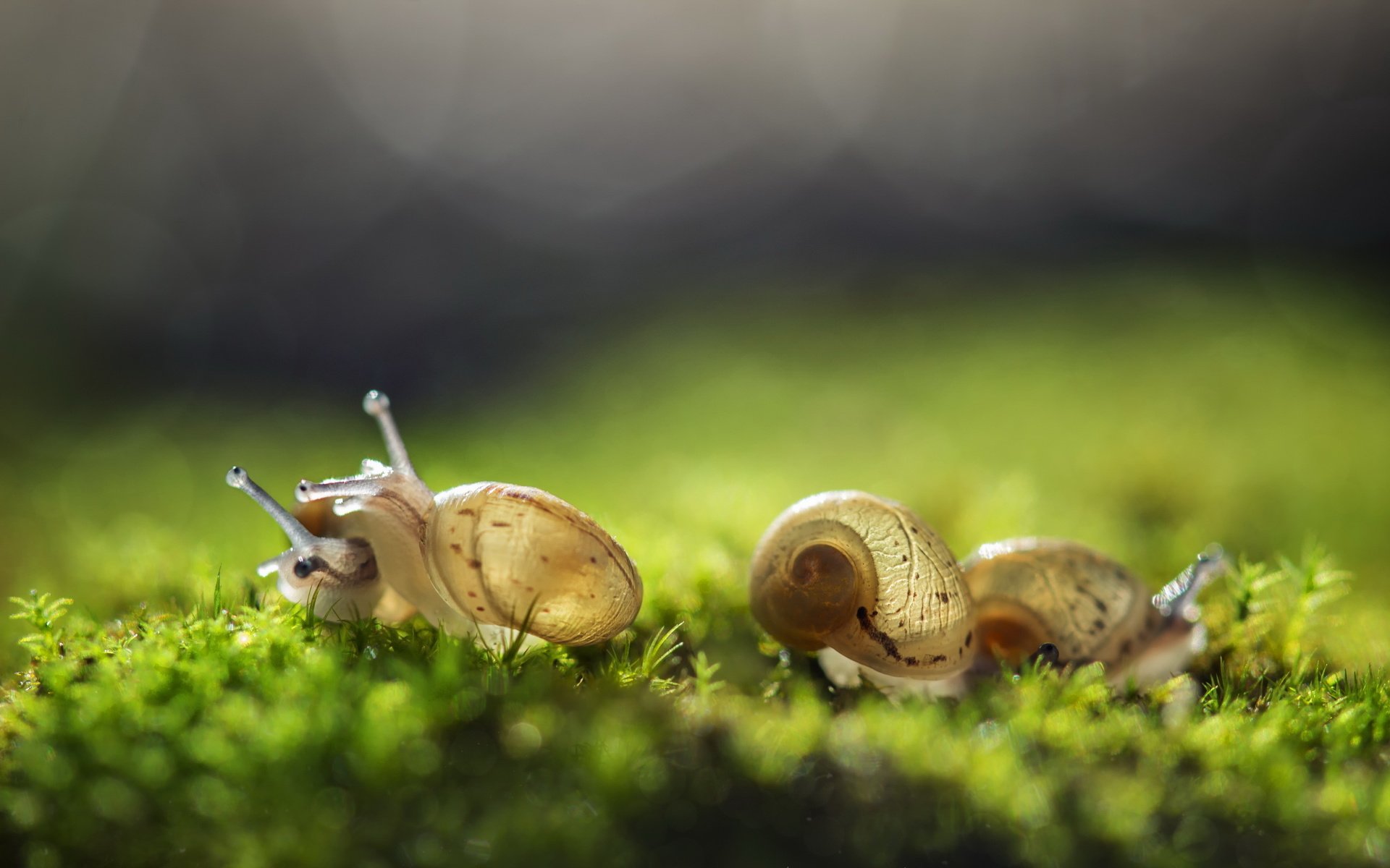 Обои трава, природа, фон, улитка, улитки, grass, nature, background, snail, snails разрешение 2560x1600 Загрузить