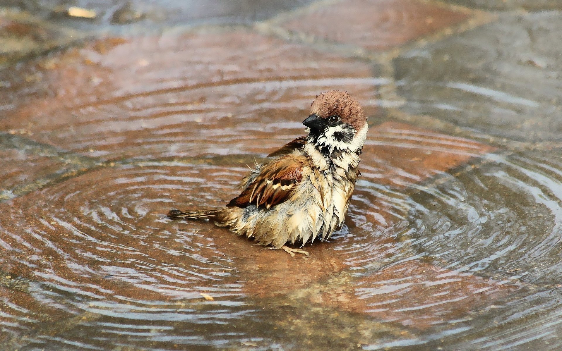 Обои вода, птица, воробей, купание, лужа, мокрый, water, bird, sparrow, bathing, puddle, wet разрешение 2048x1260 Загрузить