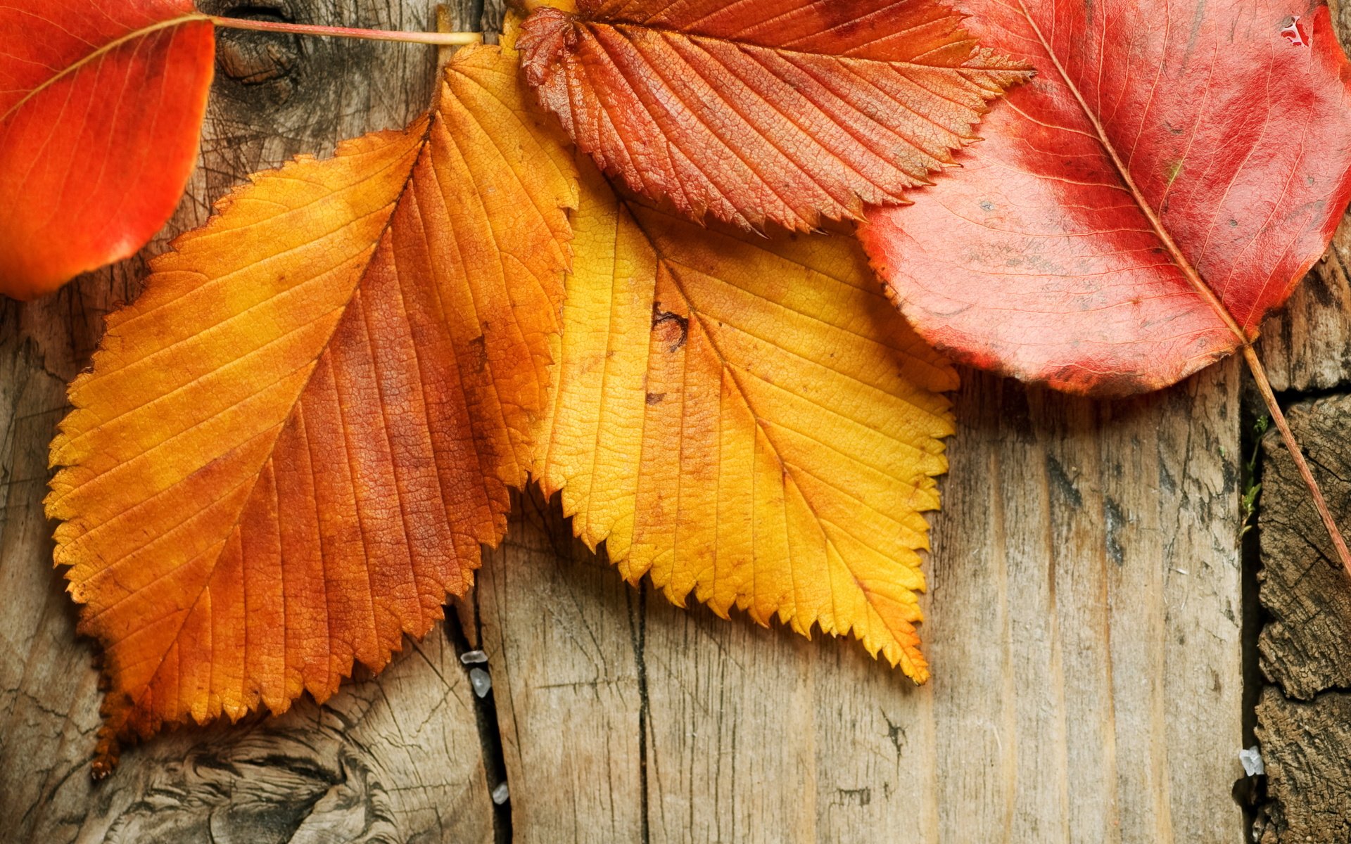 Обои листья, осень, дерева, опадают, осен,  листья, leaves, autumn, wood, fall разрешение 5445x4200 Загрузить