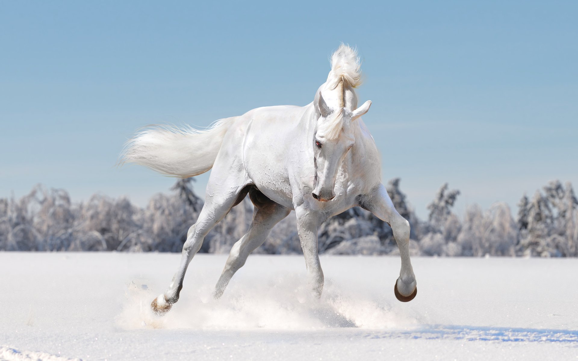 Обои лошадь, снег, зима, поле, белый, конь, horse, snow, winter, field, white разрешение 7456x5440 Загрузить