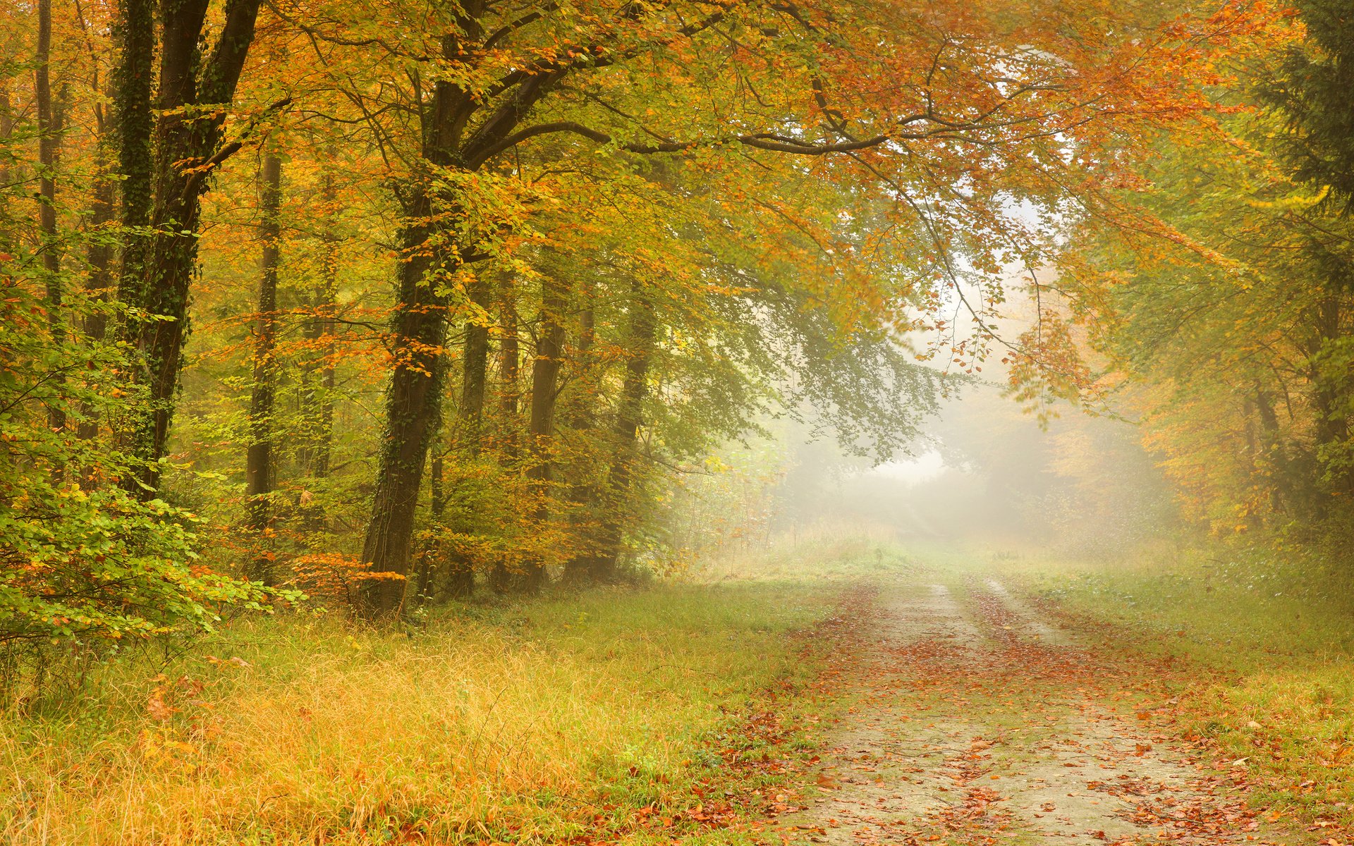 Обои дорога, листья, пейзаж, туман, дорожка, осень, road, leaves, landscape, fog, track, autumn разрешение 2048x1365 Загрузить