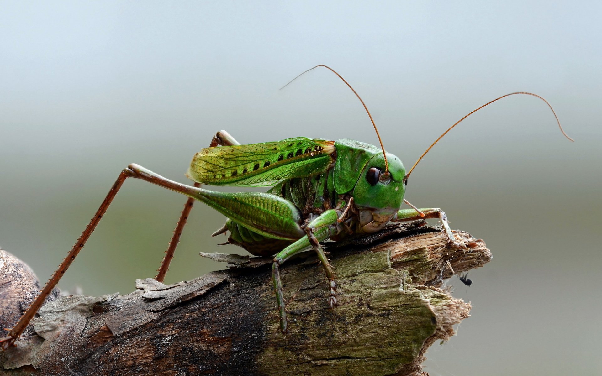 Обои природа, макро, насекомое, кузнечик, на природе, nature, macro, insect, grasshopper разрешение 2560x1440 Загрузить