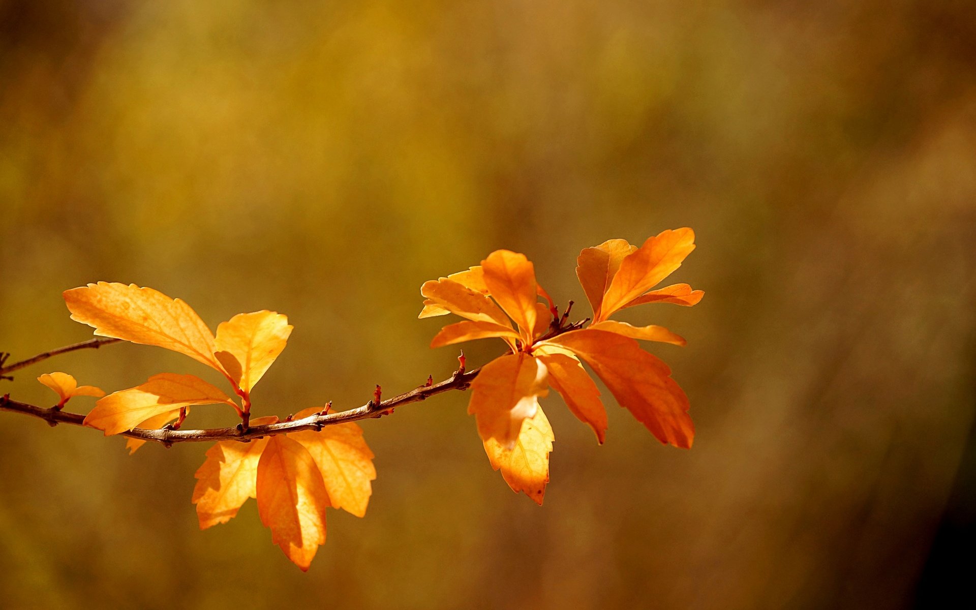 Обои ветка, листья, макро, осень, боке, branch, leaves, macro, autumn, bokeh разрешение 2880x1914 Загрузить