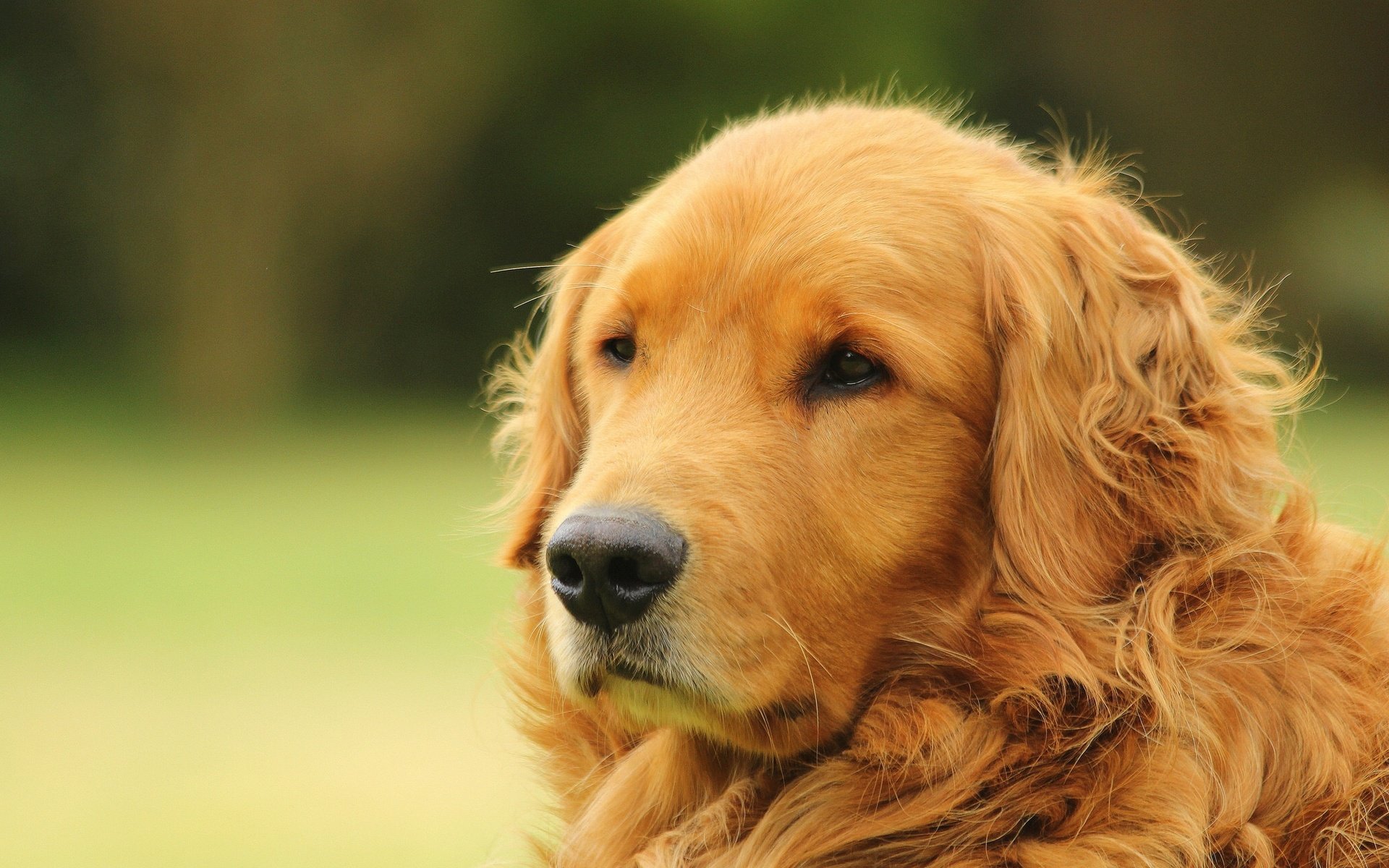 Обои морда, портрет, собака, золотистый ретривер, голден ретривер, face, portrait, dog, golden retriever разрешение 2048x1365 Загрузить