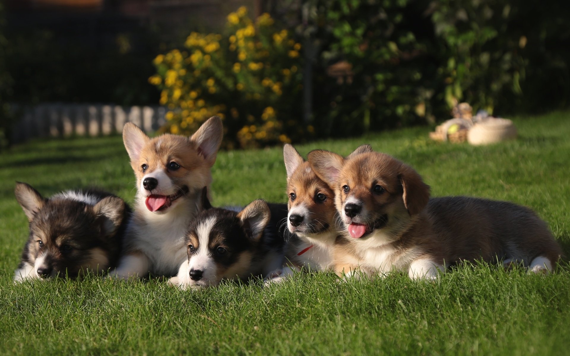 Обои трава, щенки, собаки, вельш-корги, grass, puppies, dogs, welsh corgi разрешение 2400x1435 Загрузить