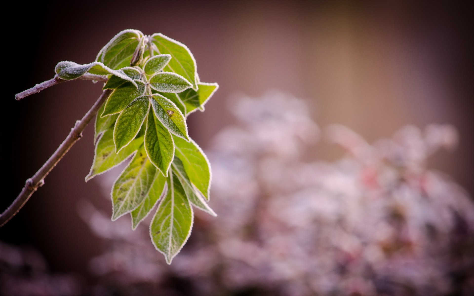 Обои ветка, природа, листья, иней, branch, nature, leaves, frost разрешение 2560x1600 Загрузить