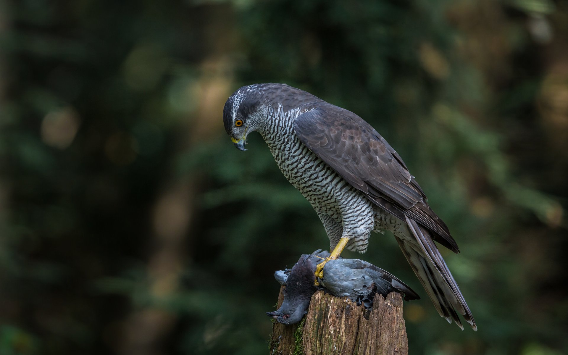 Обои природа, птица, добыча, ястреб, хищная, ястреб-тетеревятник, nature, bird, mining, hawk, predatory, goshawk разрешение 2048x1365 Загрузить