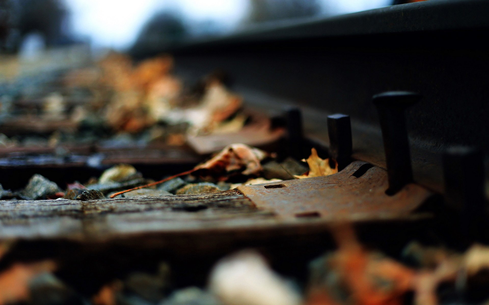 Обои железная дорога, рельсы, листья, макро, осень, railroad, rails, leaves, macro, autumn разрешение 2560x1706 Загрузить