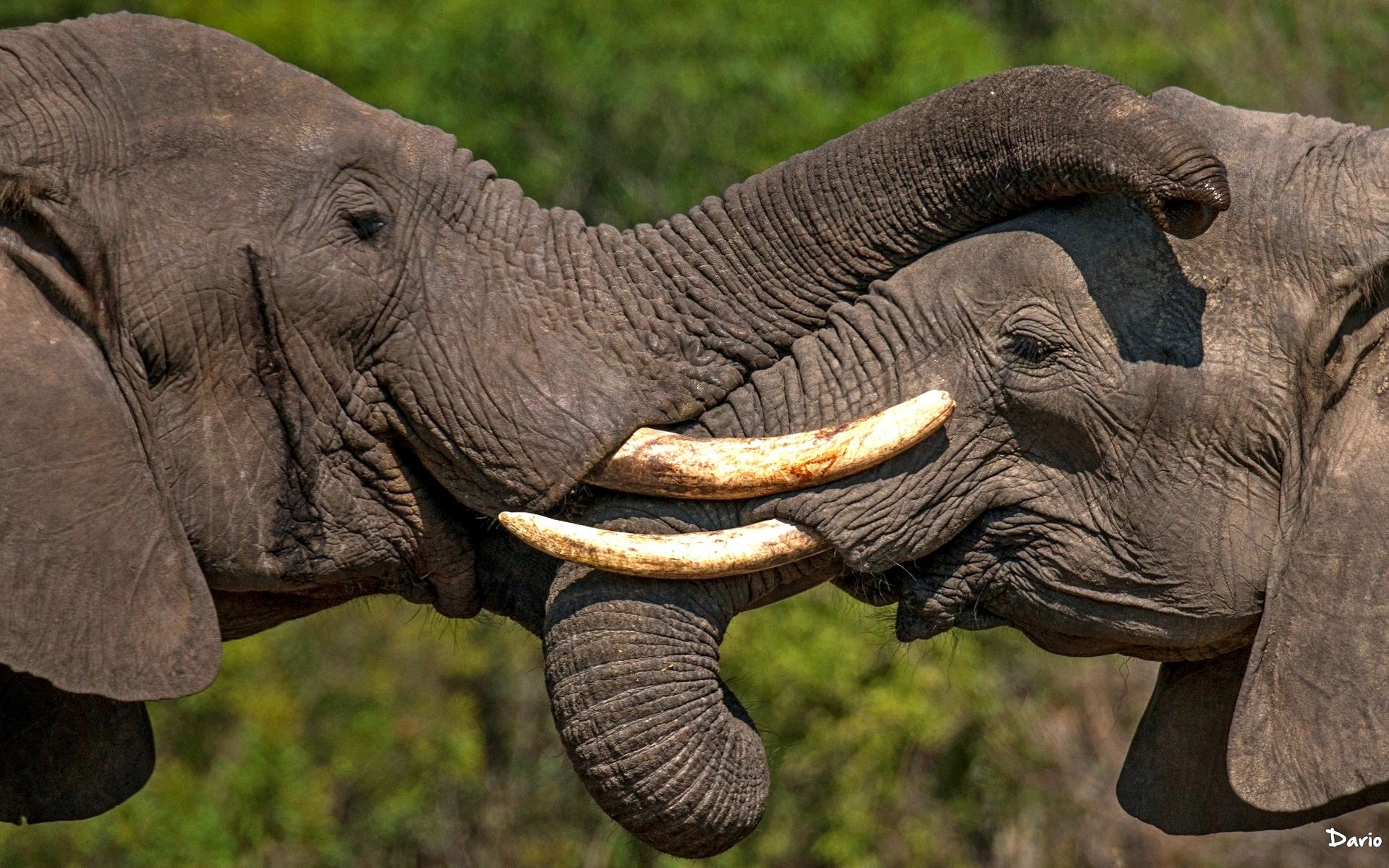 Обои пара, слоны, хобот, бивни, pair, elephants, trunk, tusks разрешение 2222x1250 Загрузить