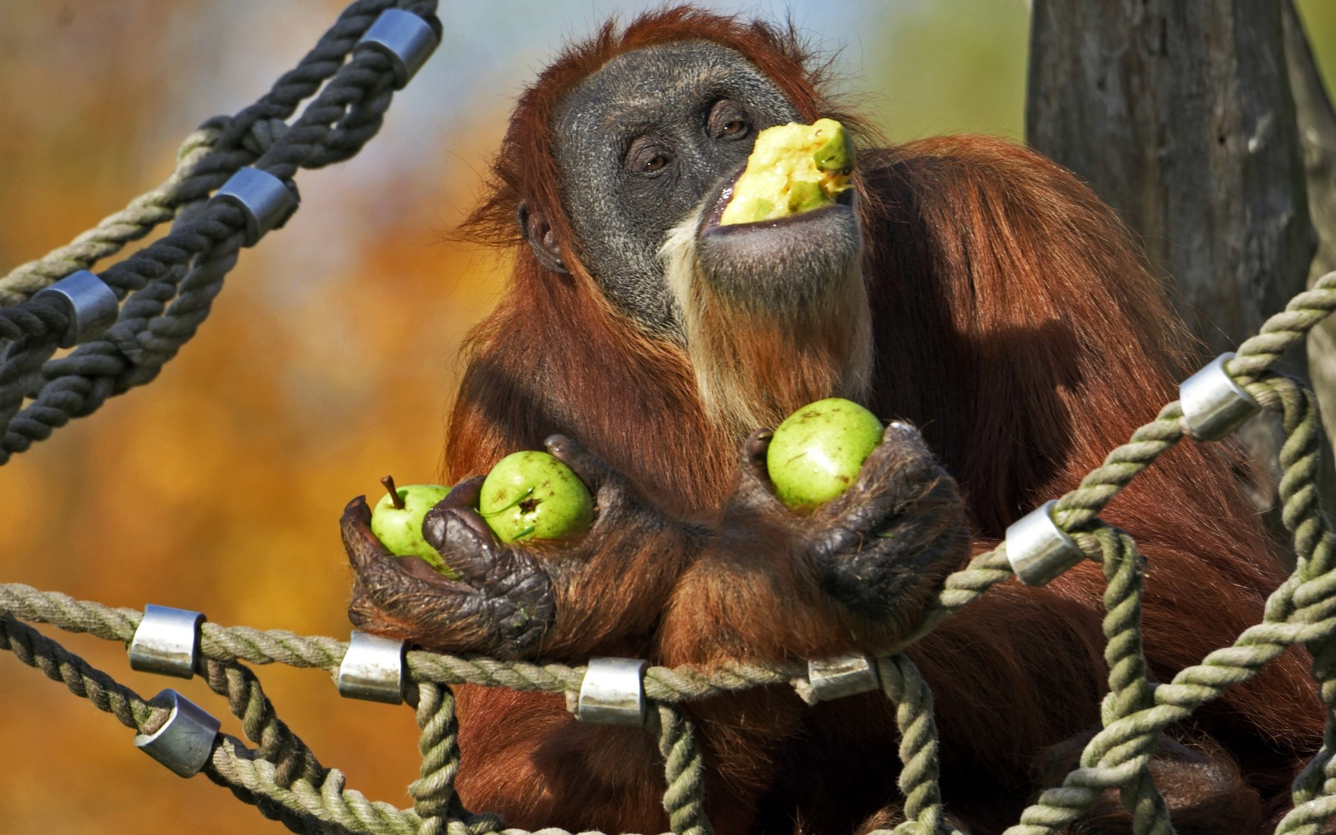 Обои гамак, обезьяна, груши, орангутан, hammock, monkey, pear, orangutan разрешение 2880x1920 Загрузить